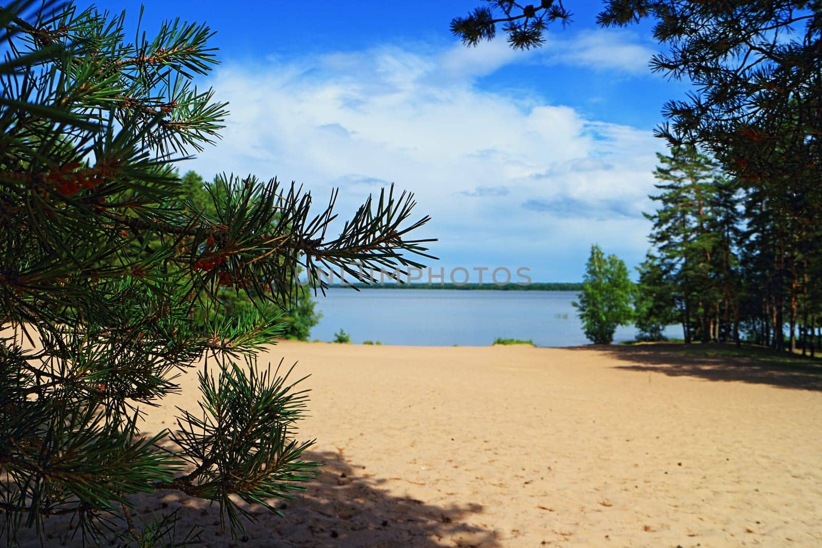 pine branch with green needles summer landscape