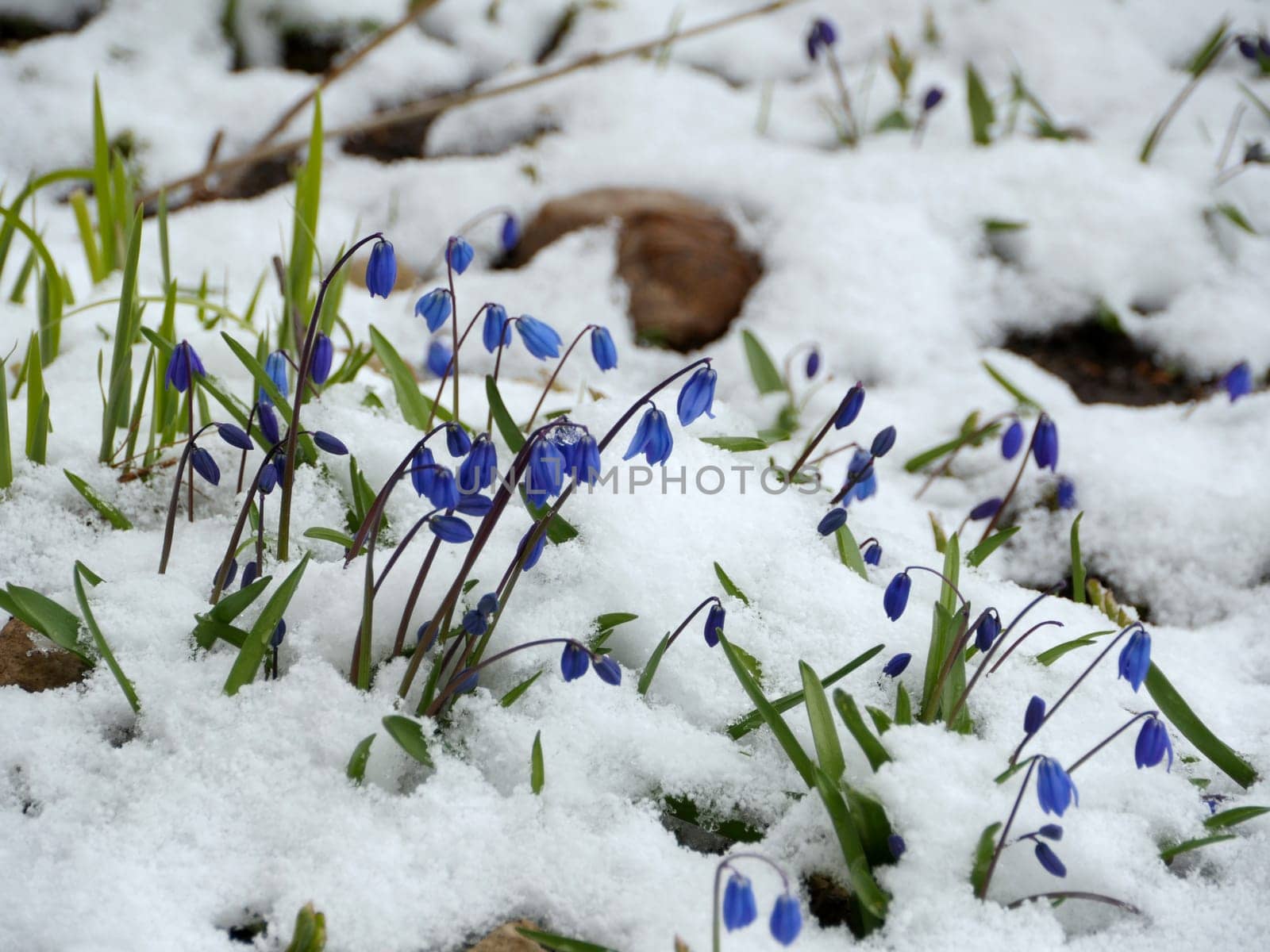 Scilla blue flowers under the snow in spring, close-up