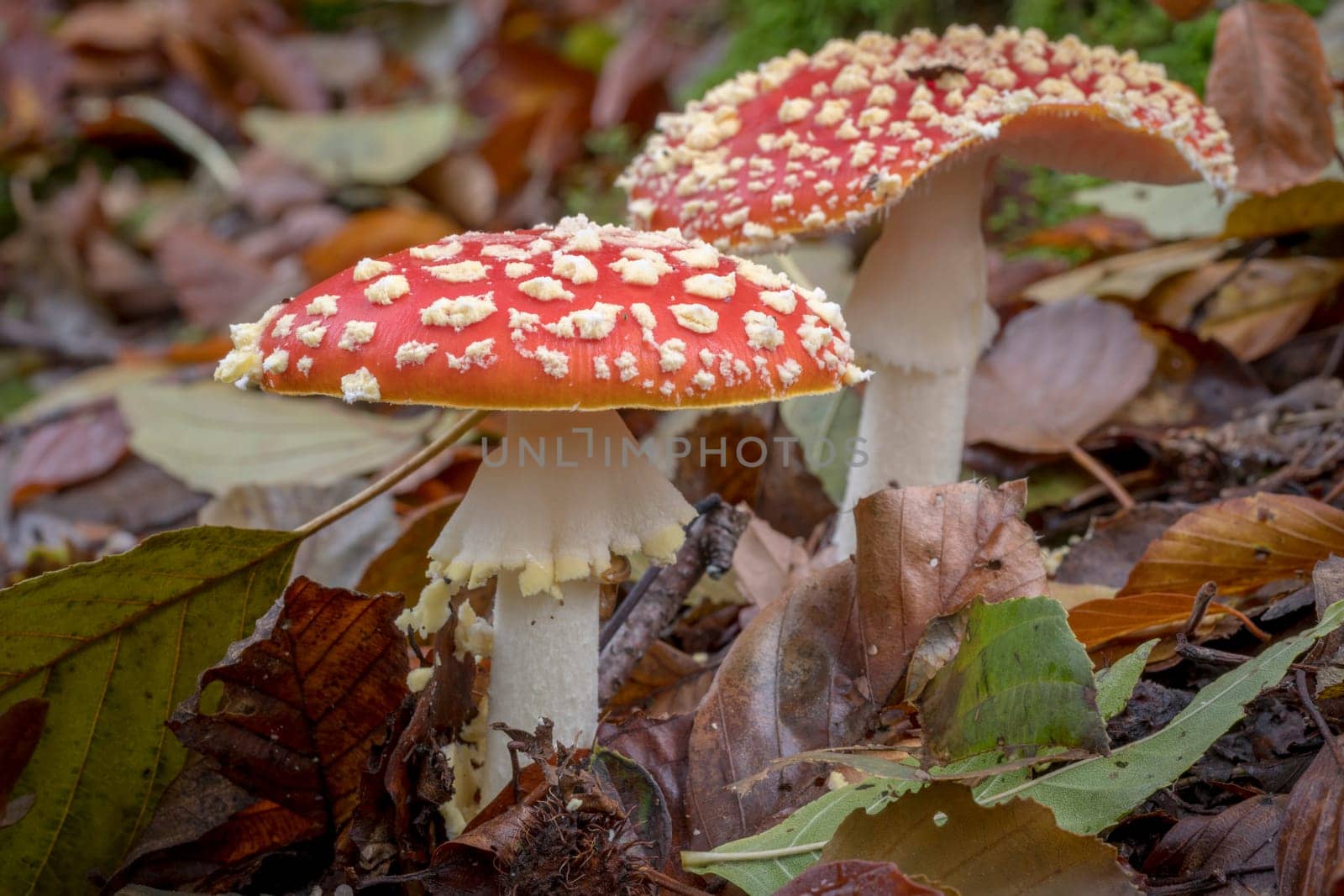 Two big fly agaric on the forest floor with autumnal foliage