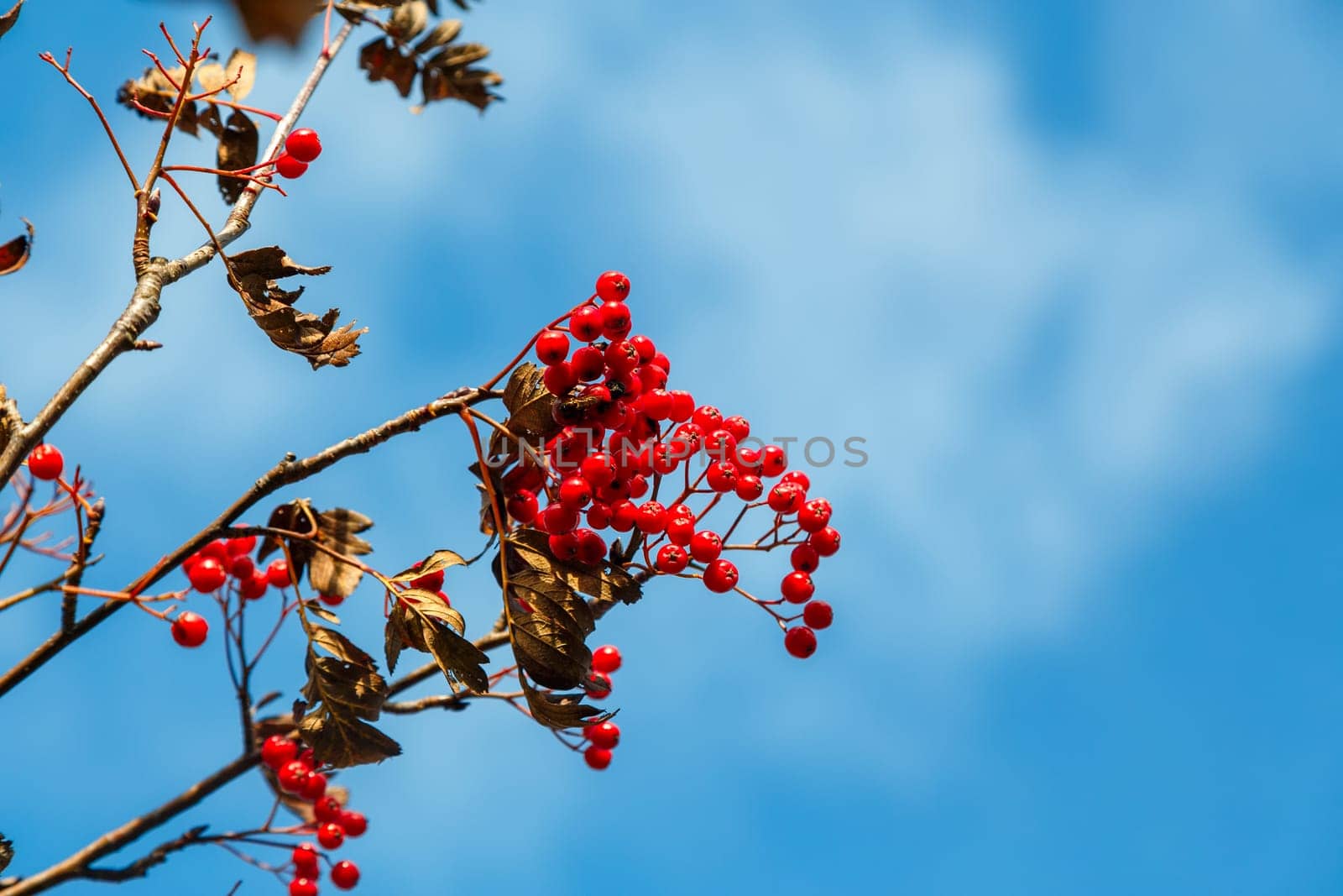 Red berries of hawthorn on branches with dry leaves against a blue sky