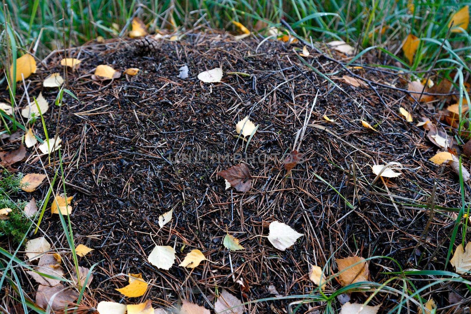Anthill in the forest covered with yellow leaves, top view