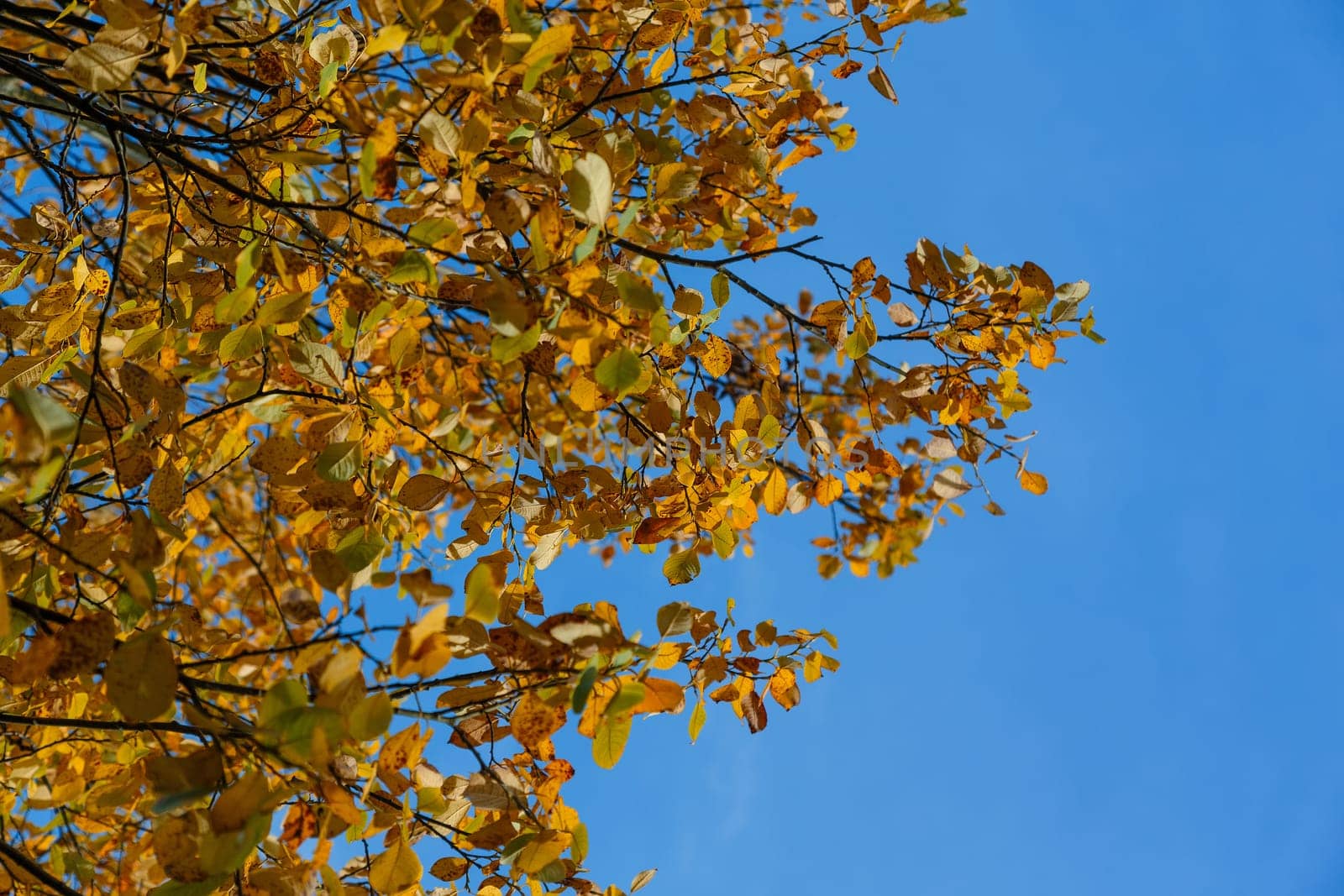 Branches with yellow fading leaves against the blue sky. Autumn background
