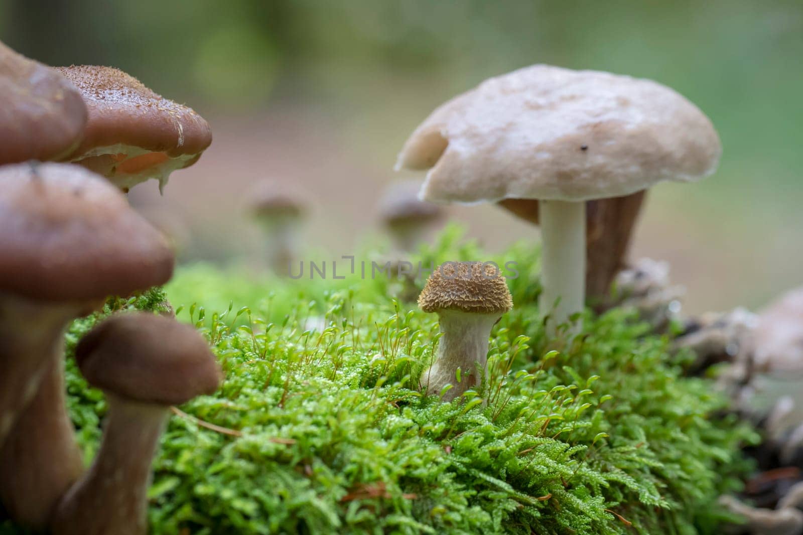 Various toadstools of different sizes grow in dense green moss on an old tree trunk