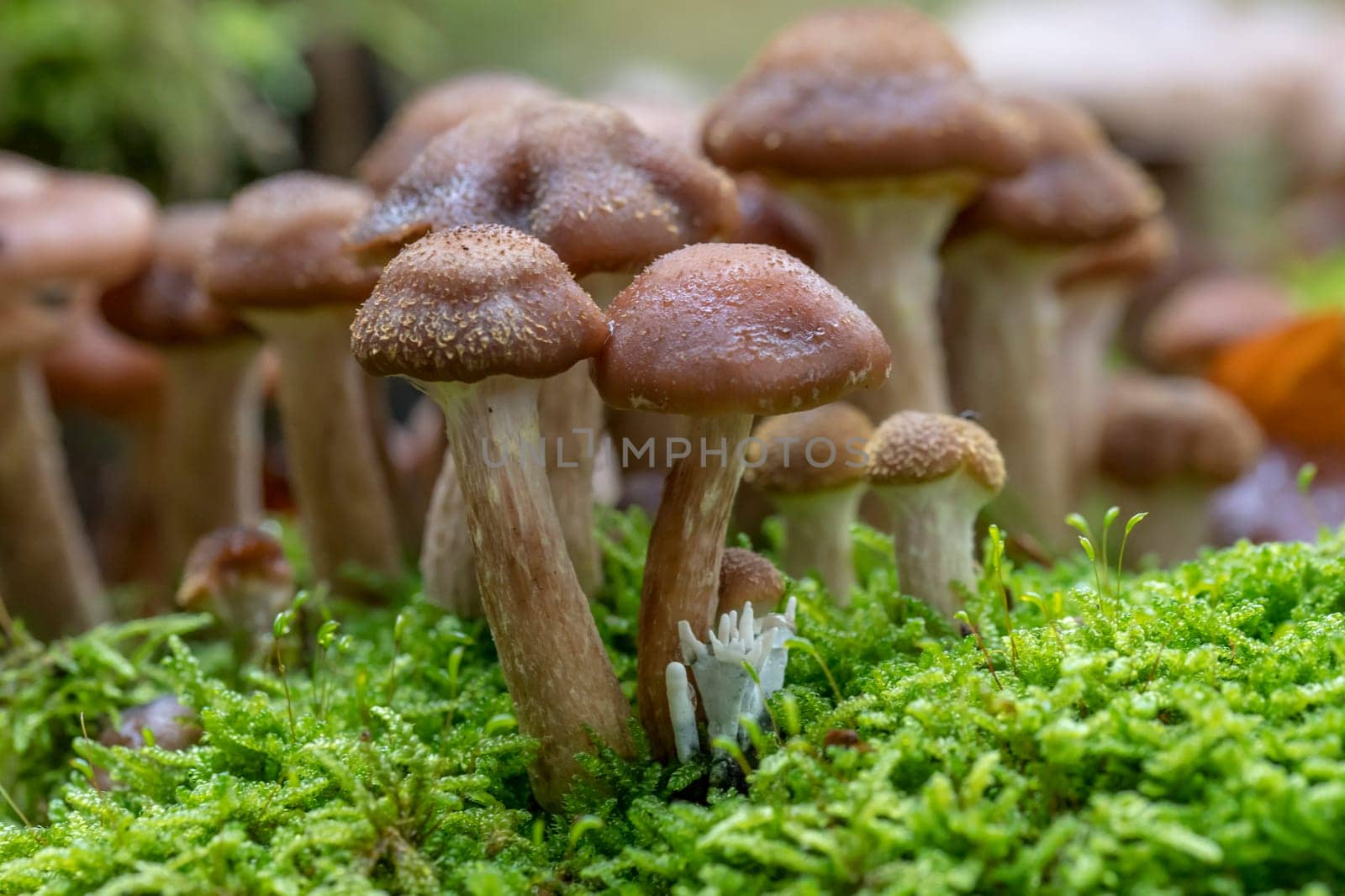 Various toadstools of different sizes grow in dense green moss on an old tree trunk