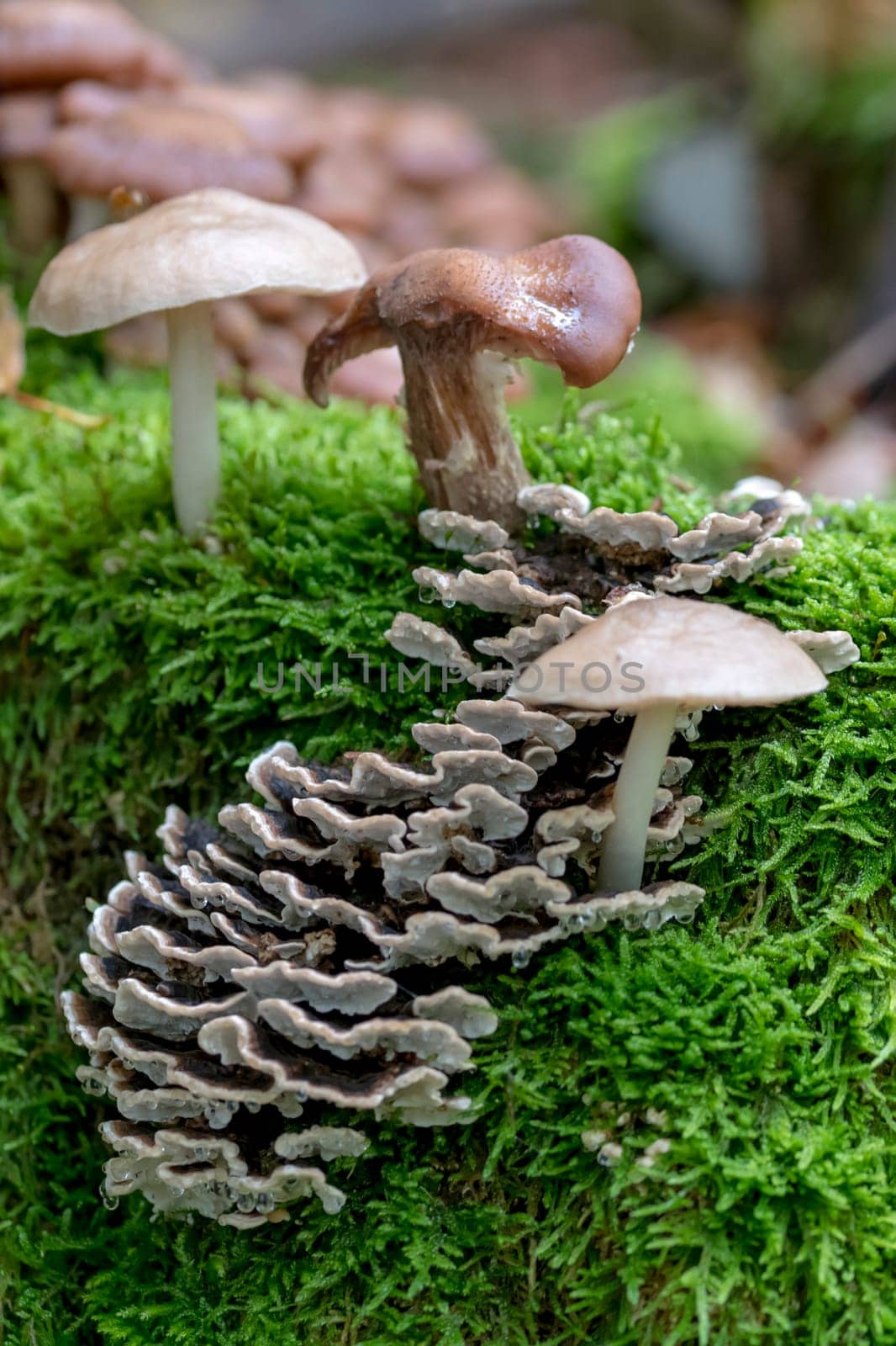 Various toadstools of different sizes grow in dense green moss on an old tree trunk