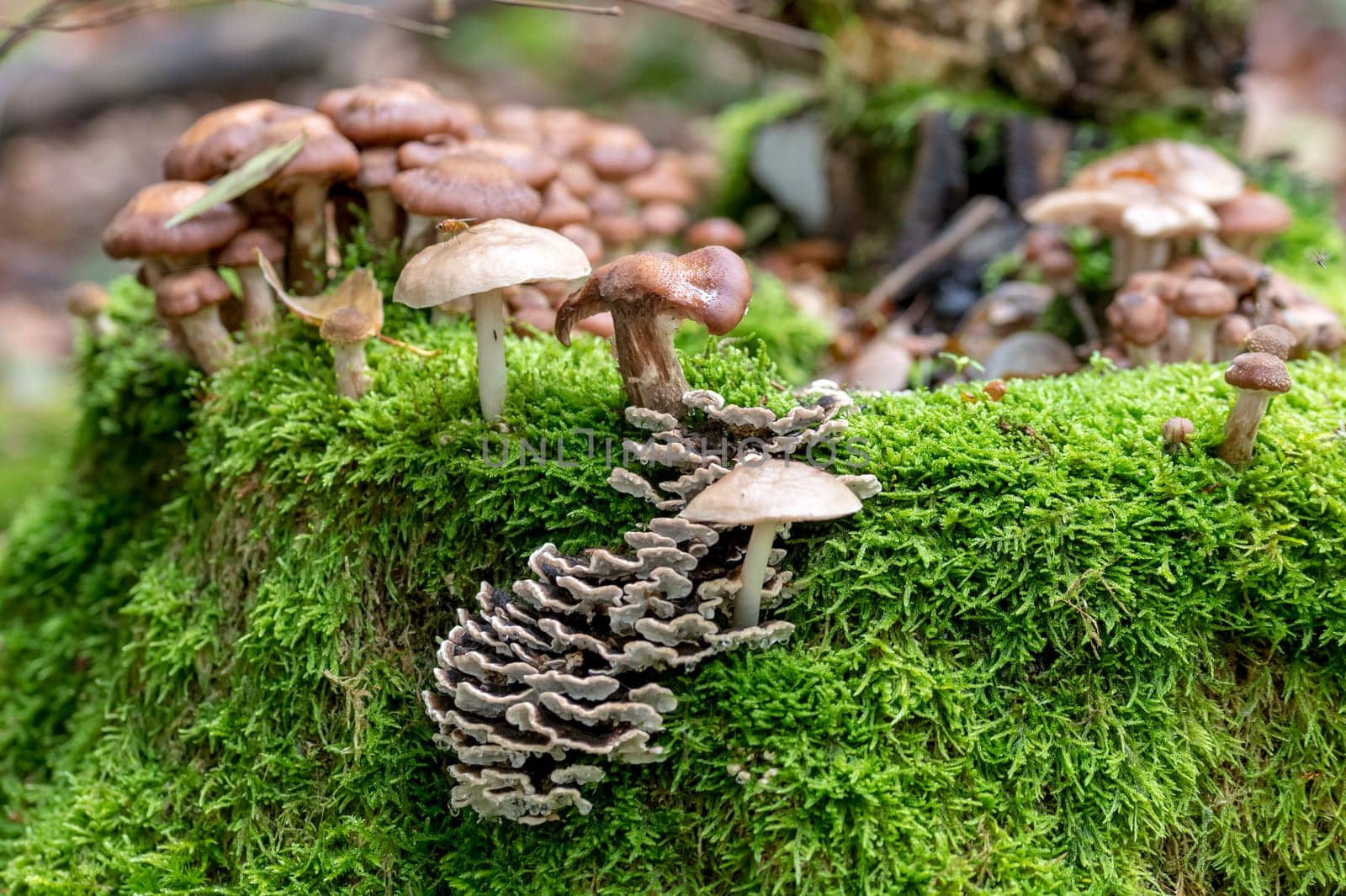 Various toadstools of different sizes grow in dense green moss on an old tree trunk