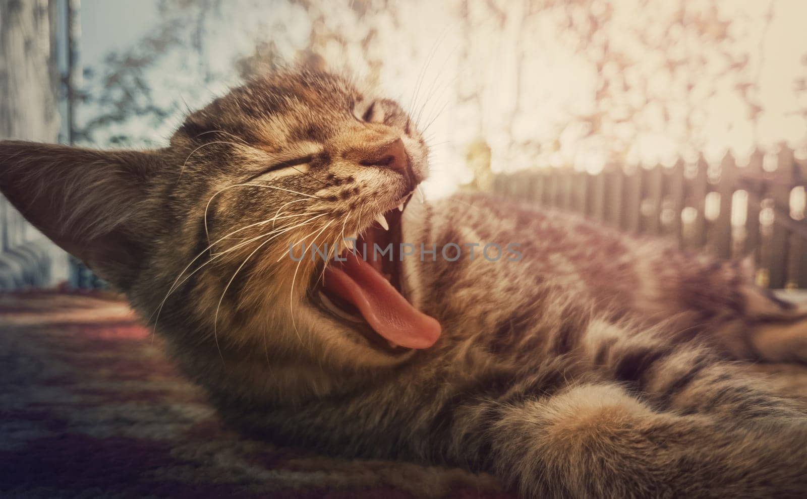 Close up portrait of sleepy striped cat yawning as laying down outdoors.