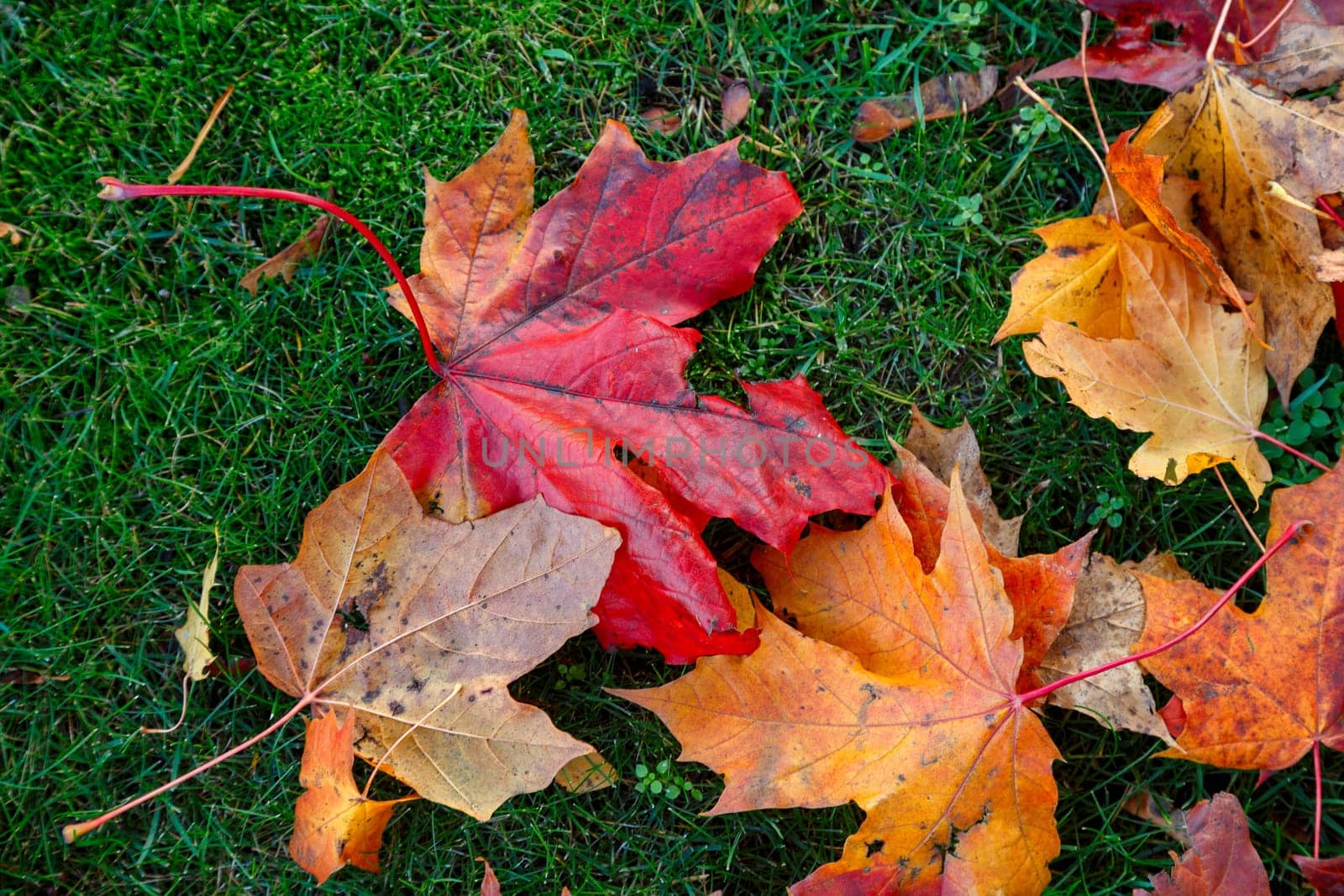 fragment of brown boots standing on the fallen yellow leaves of the lawn. Season change concept, autumn wilting