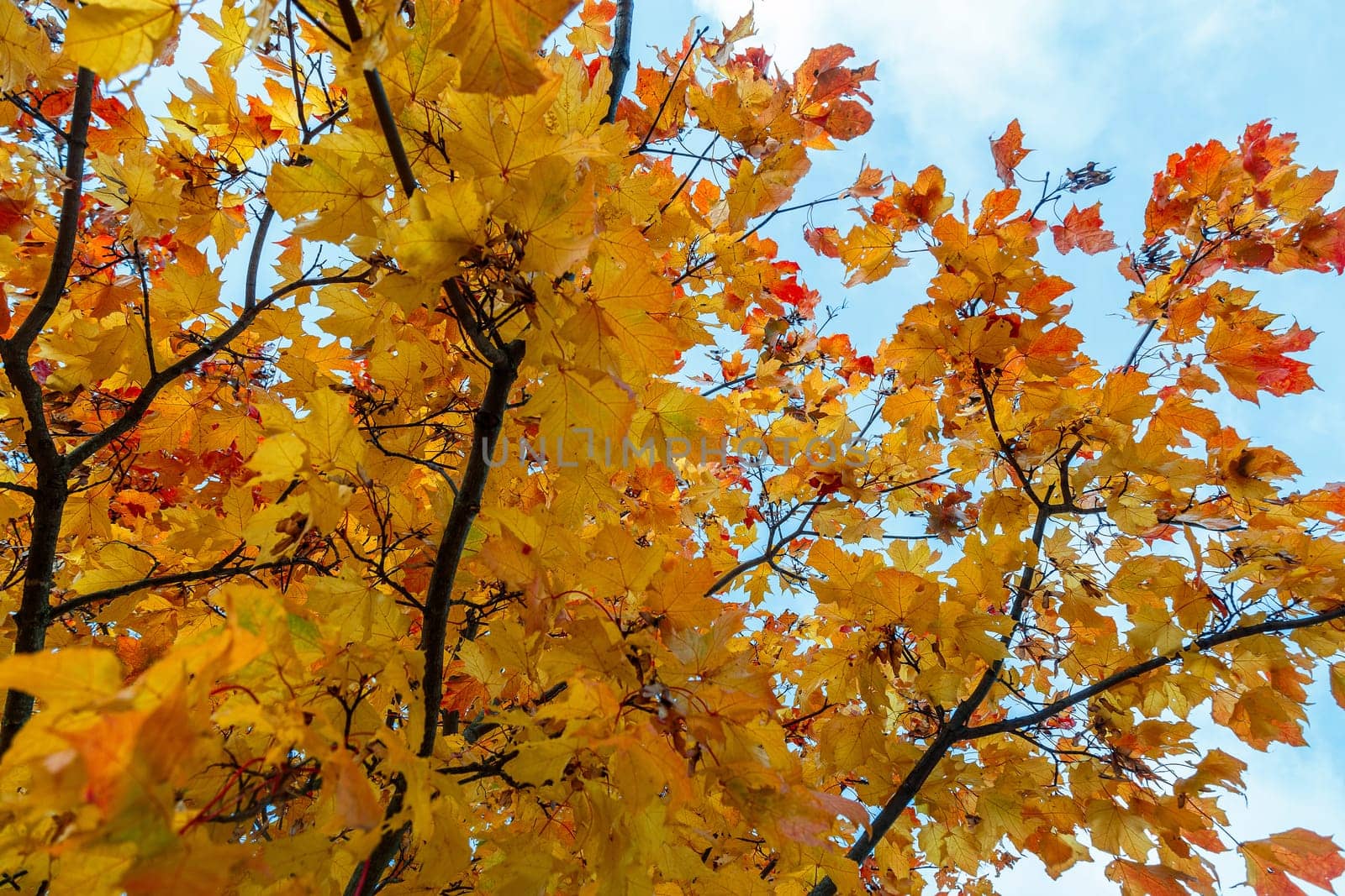 Autumn maple leaves on a branch of bright red-yellow color against the sky