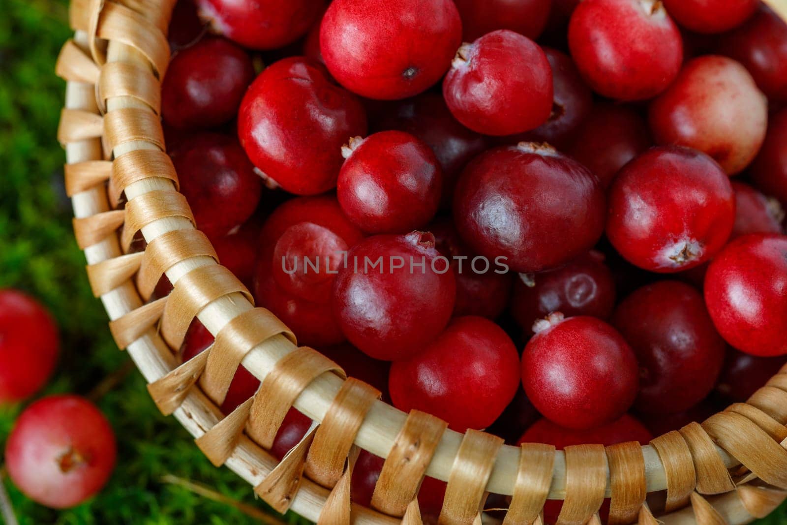 Cranberry berries in a small basket on a background of natural moss
