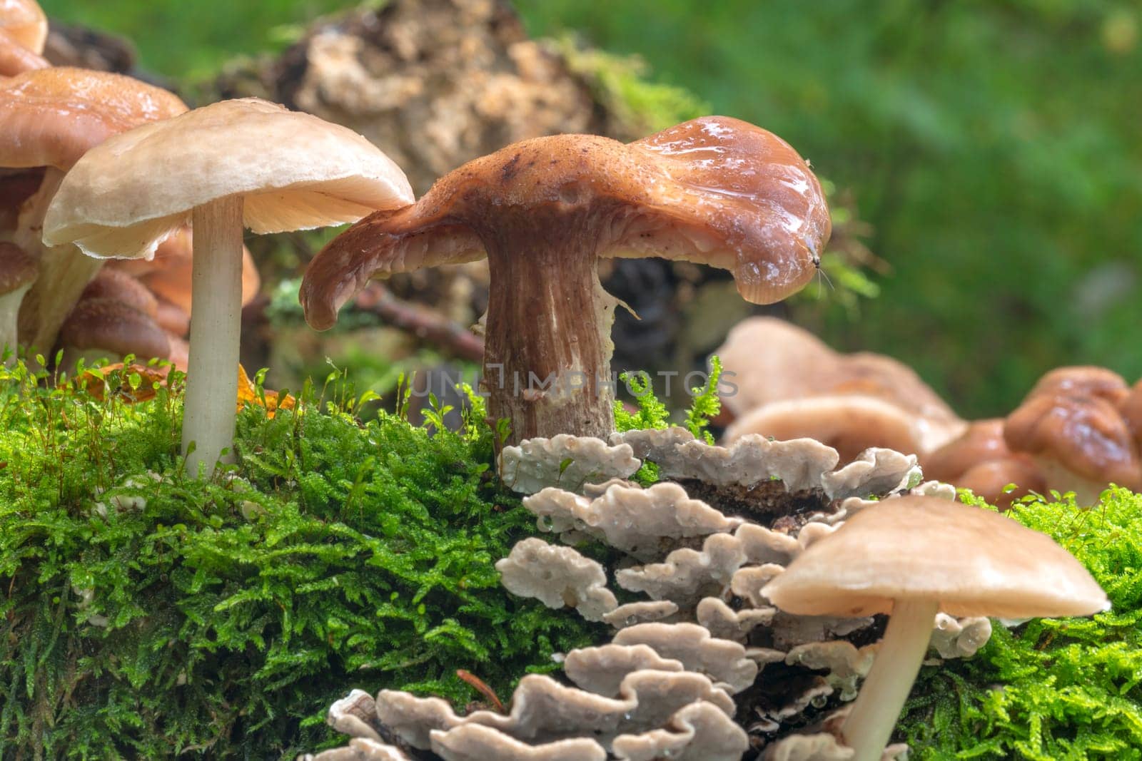 Various toadstools of different sizes grow in dense green moss on an old tree trunk