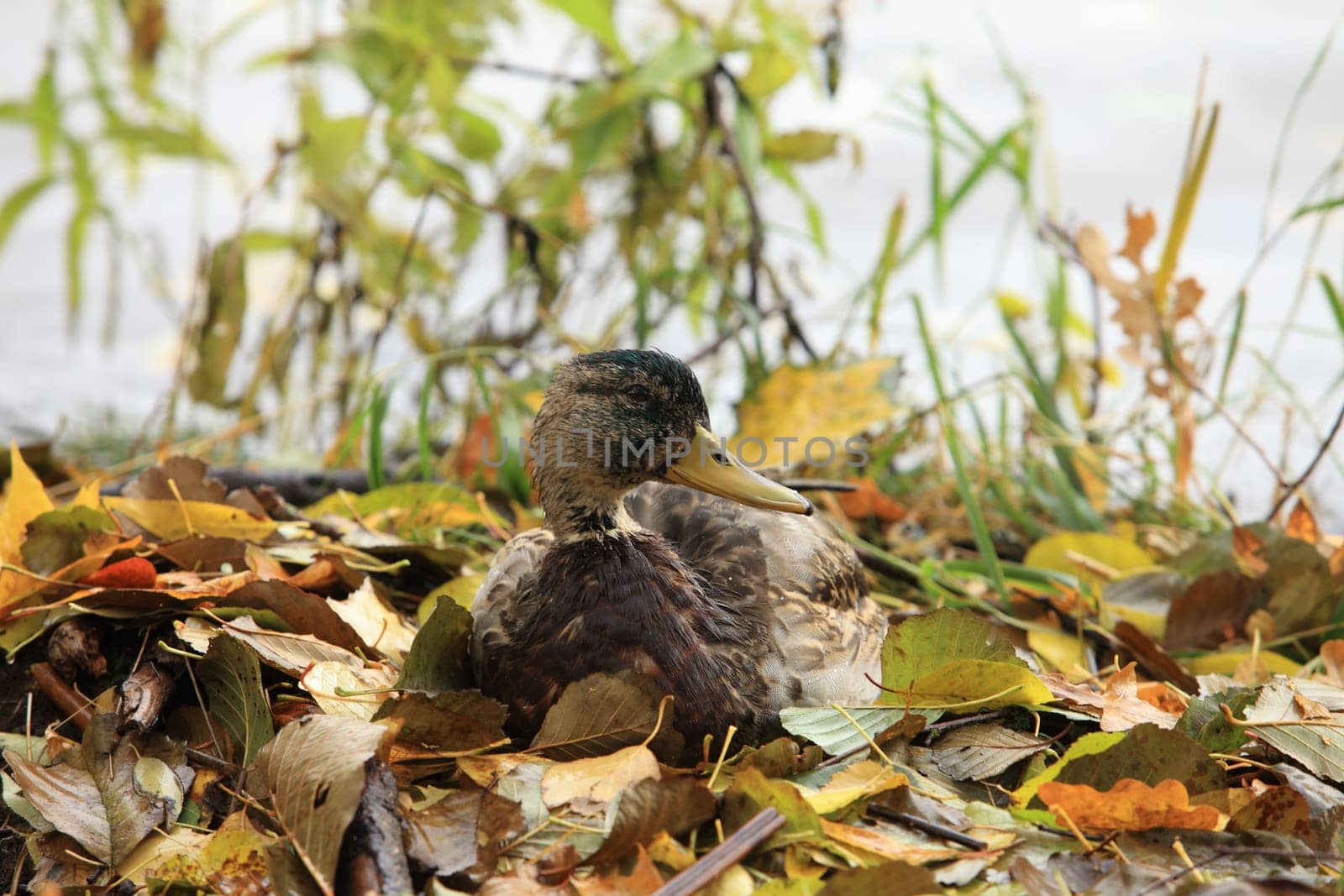 motley duck mallard sits among fallen leaves close to
