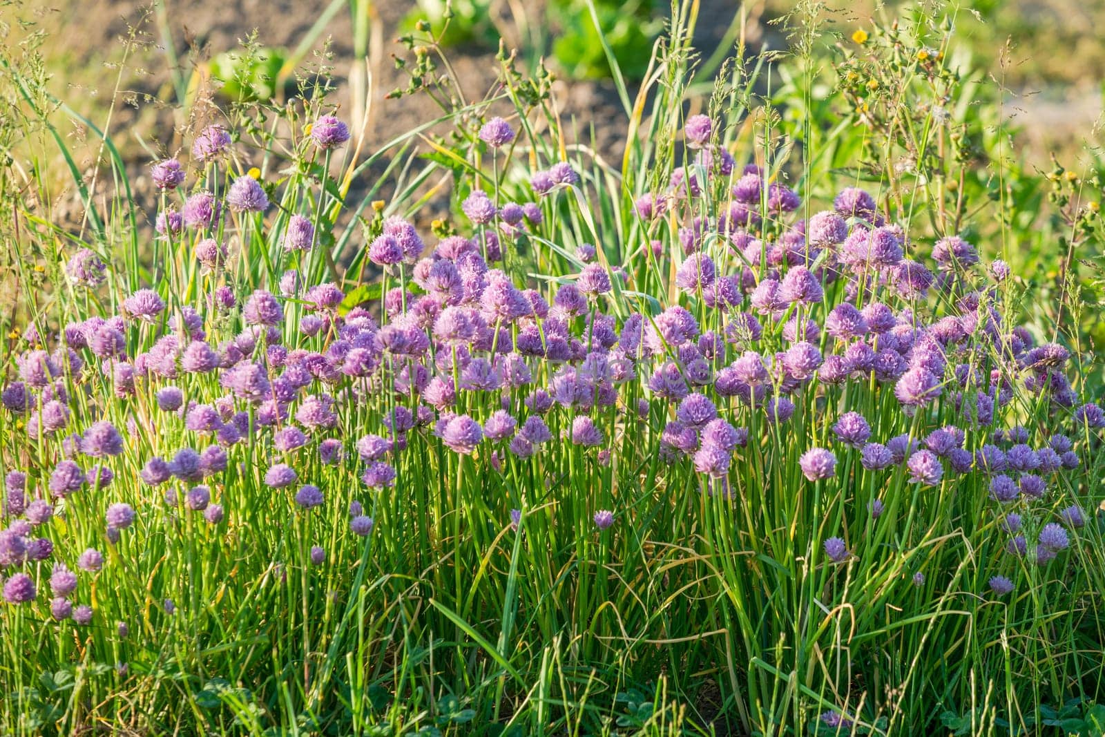 Blossoming chive on a vegetable garden bed