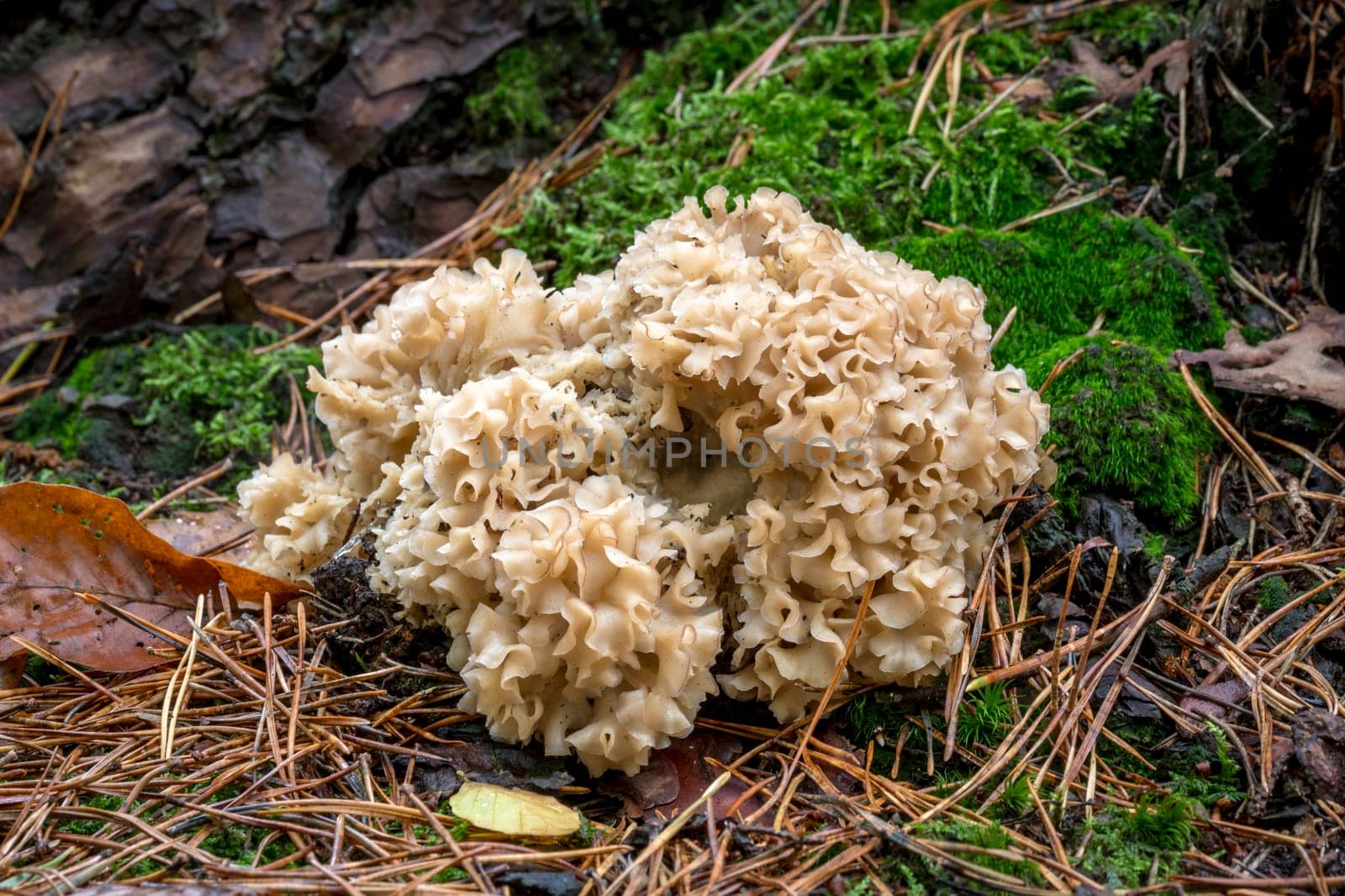 cauliflower fungus grows on the stem of a pine tree with autumn leaves and moss