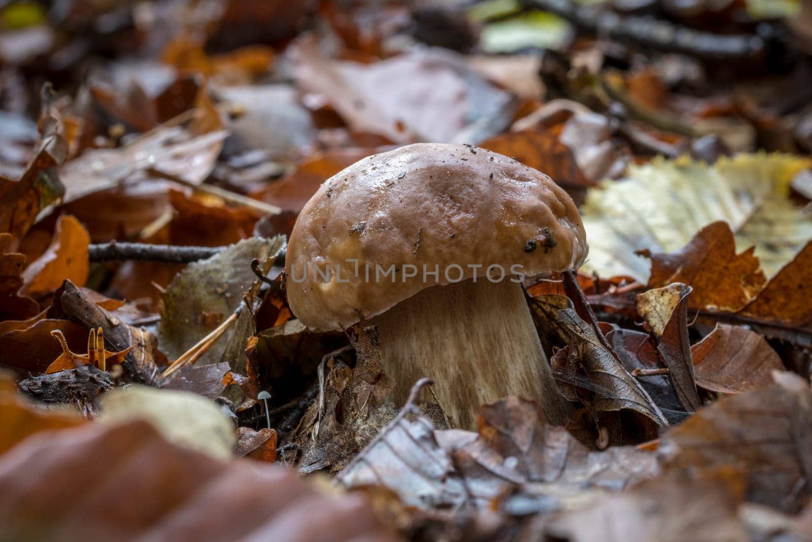 A young mushroom stands on leaves. Covered forest floor