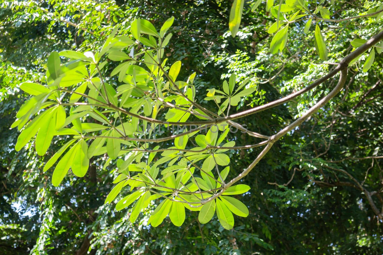 Beautiful green tree leaves in summer garden, stock photo