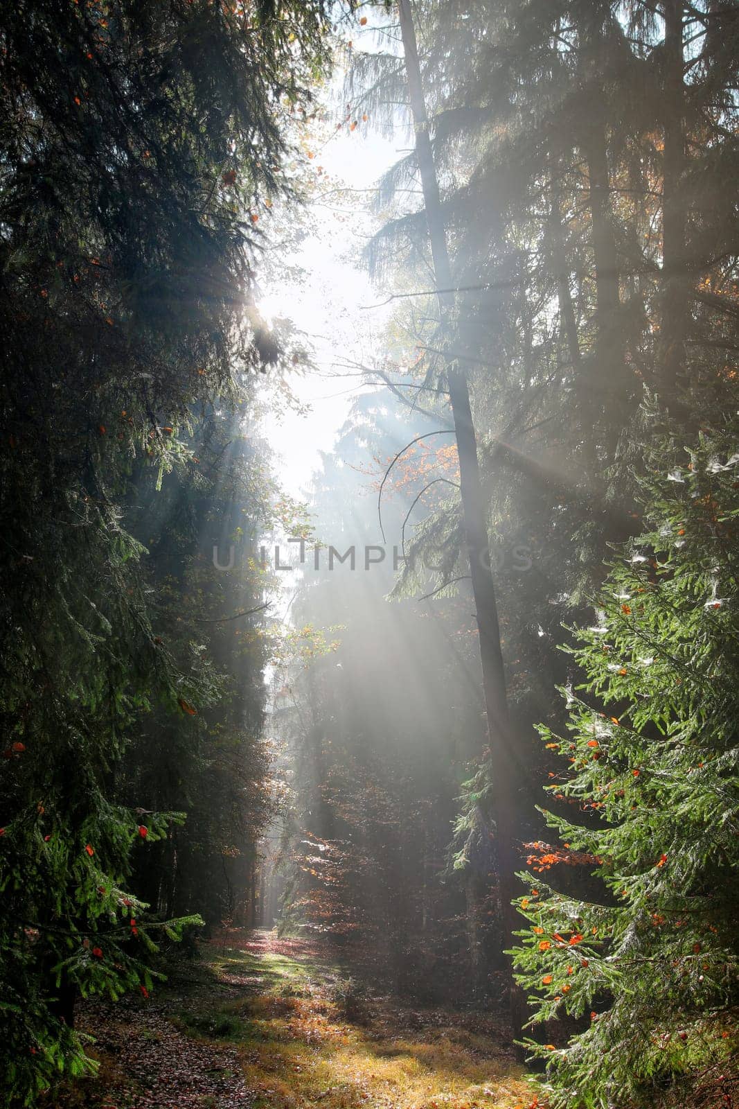 God beams - sun rays in the early morning forest. Voderady Beechwood - National Nature Reserve, Czech republic.