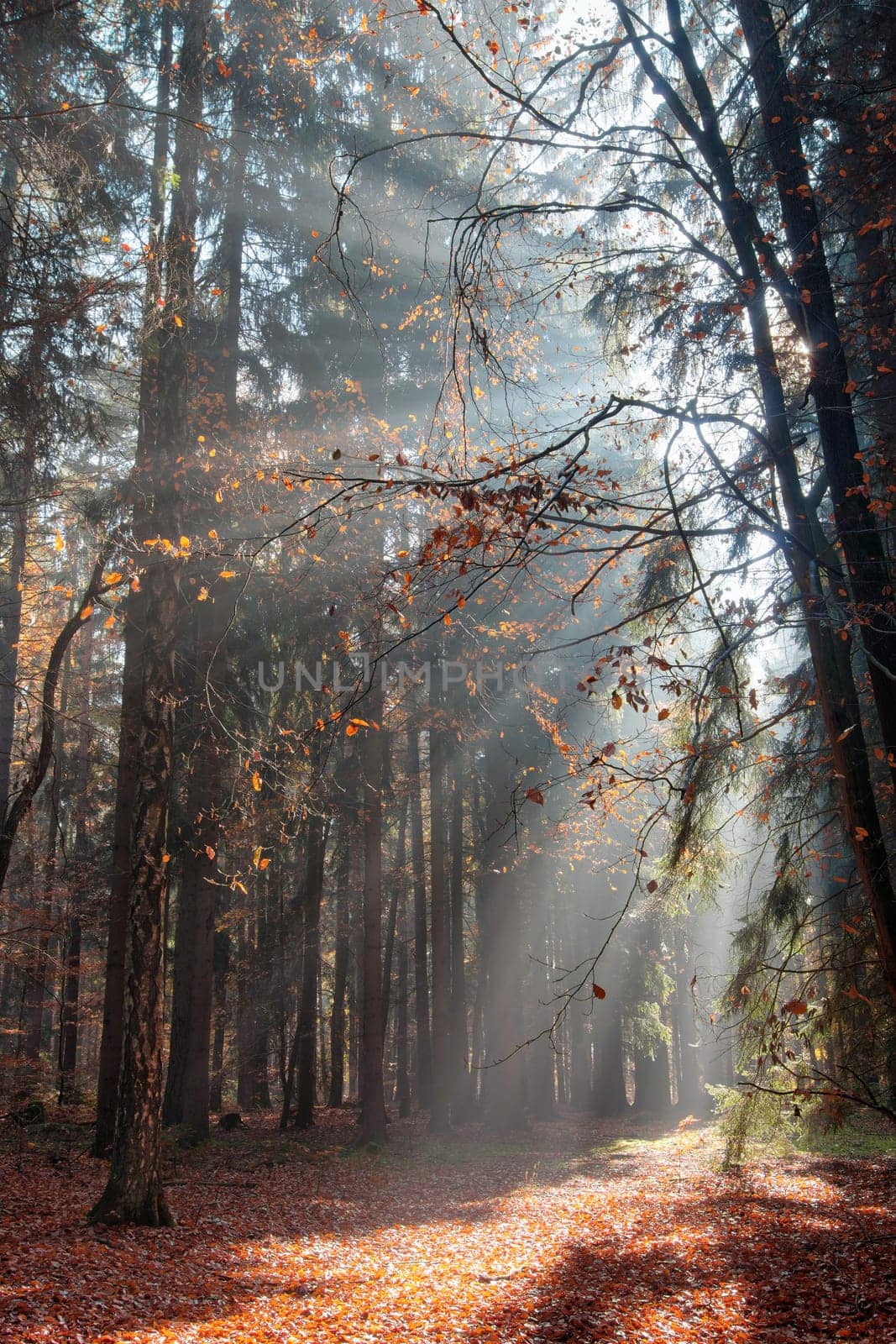 God beams - sun rays in the early morning forest. Voderady Beechwood - National Nature Reserve, Czech republic.