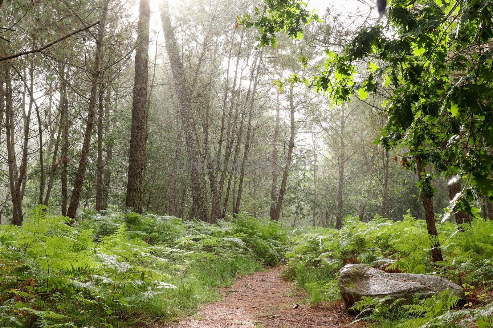 Rainy day in the forest - sprinkling of rain