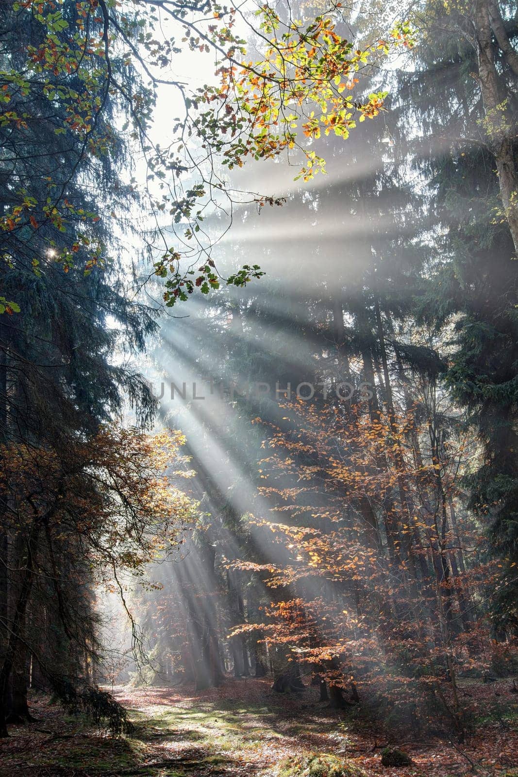 God beams - sun rays in the early morning forest. Voderady Beechwood - National Nature Reserve, Czech republic.