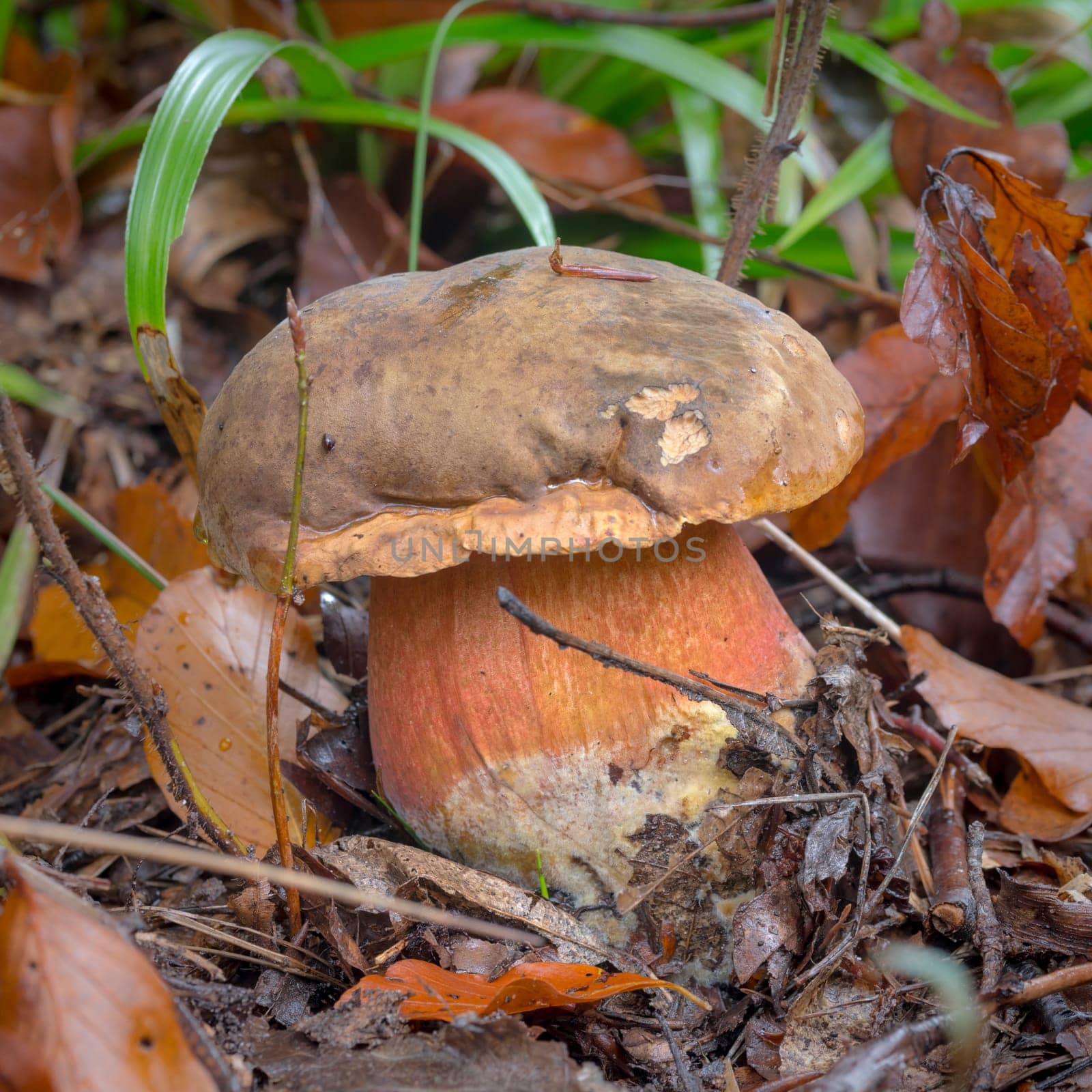A young lurid bolete stands on leaves. Covered forest ground
