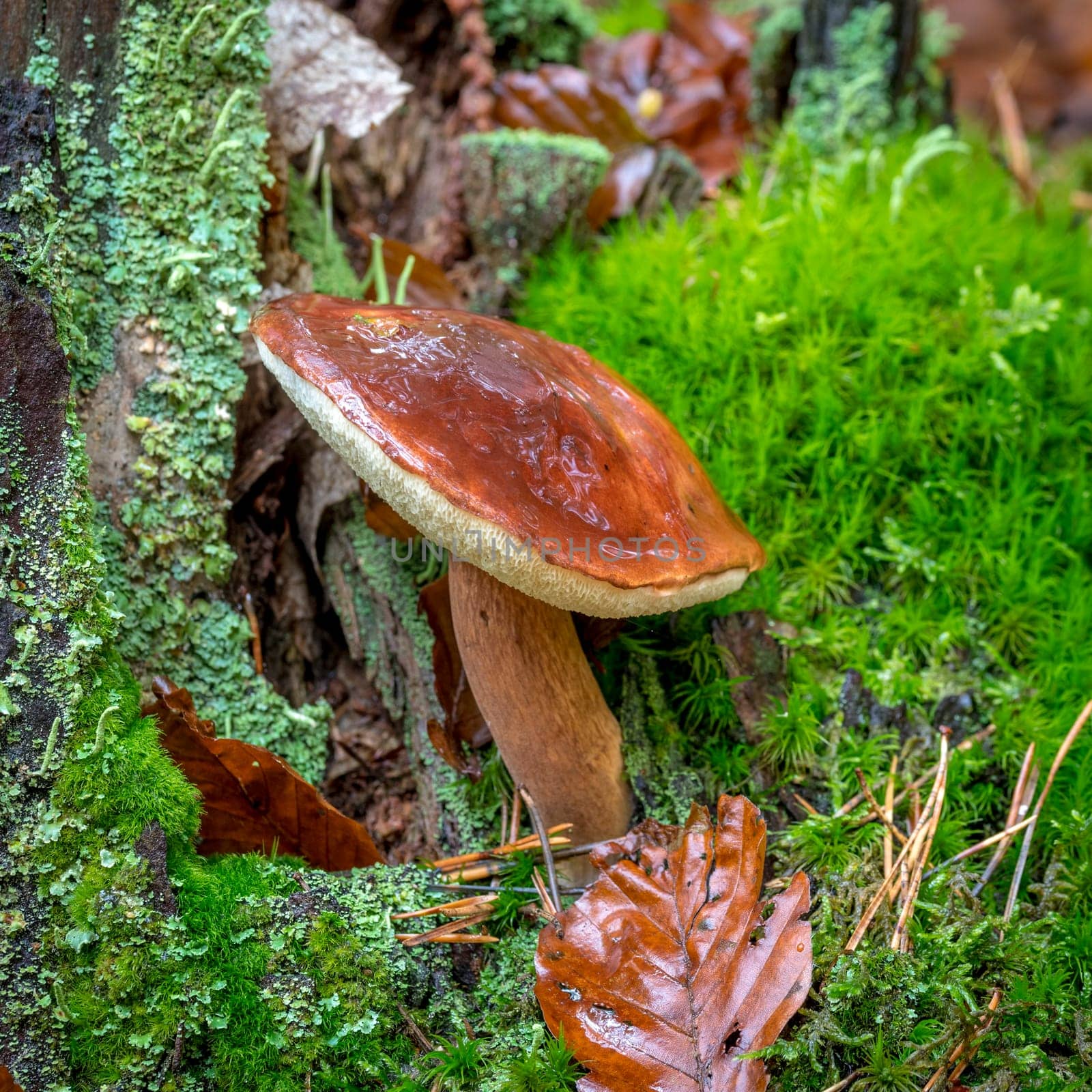 Bay Bolete with brown cap grows on a moss-covered tree trunk