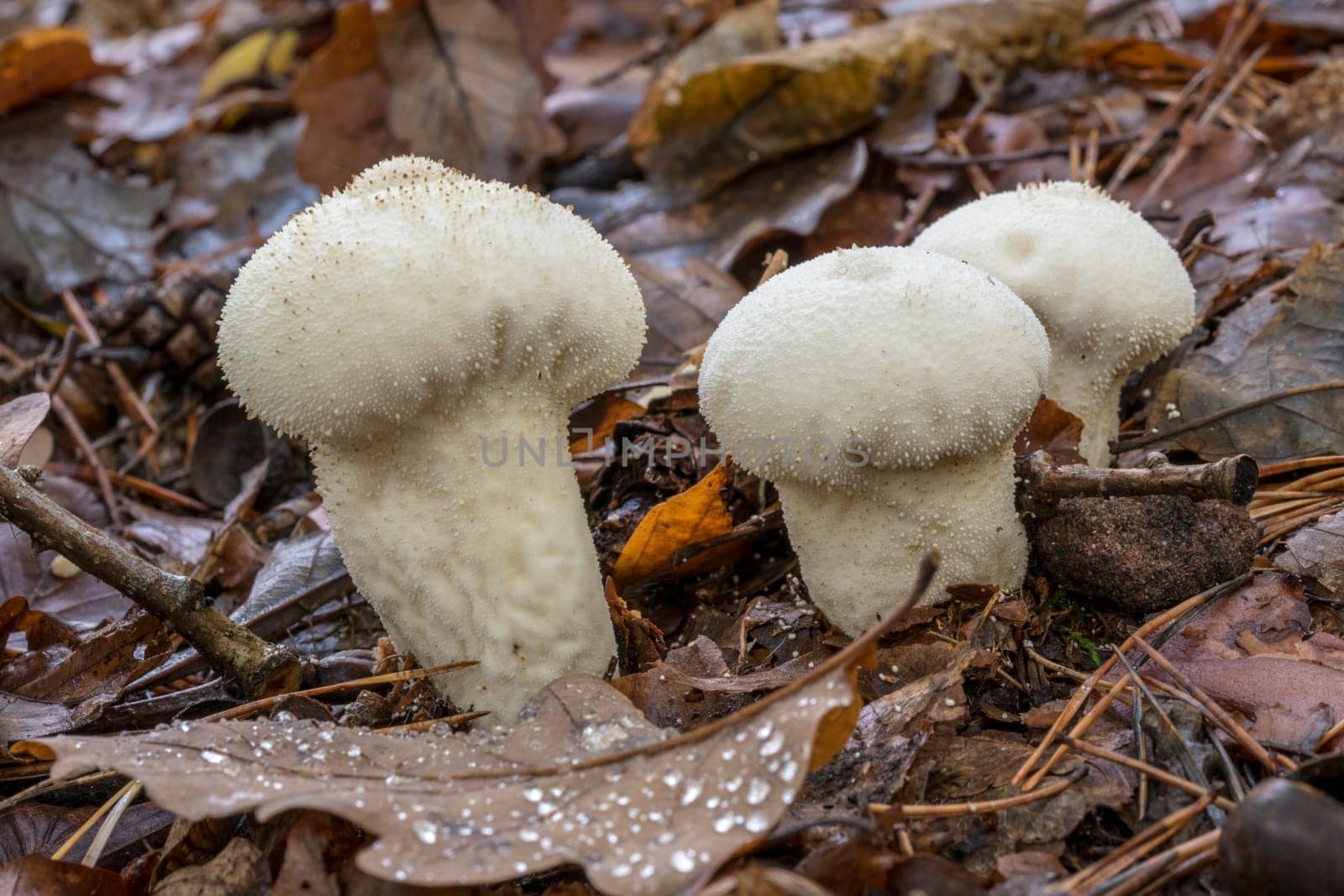White Lycoperdon perlatum on the forest floor with autumnal foliage and fir