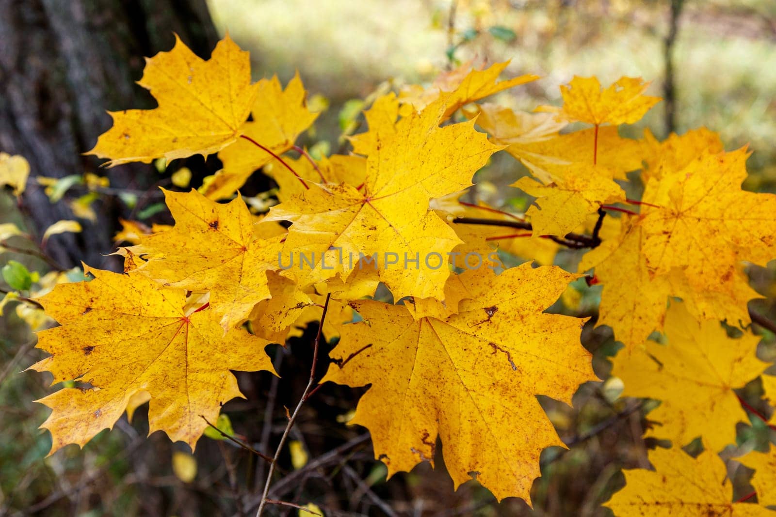 Yellow maple leaves on a branch in the autumn park