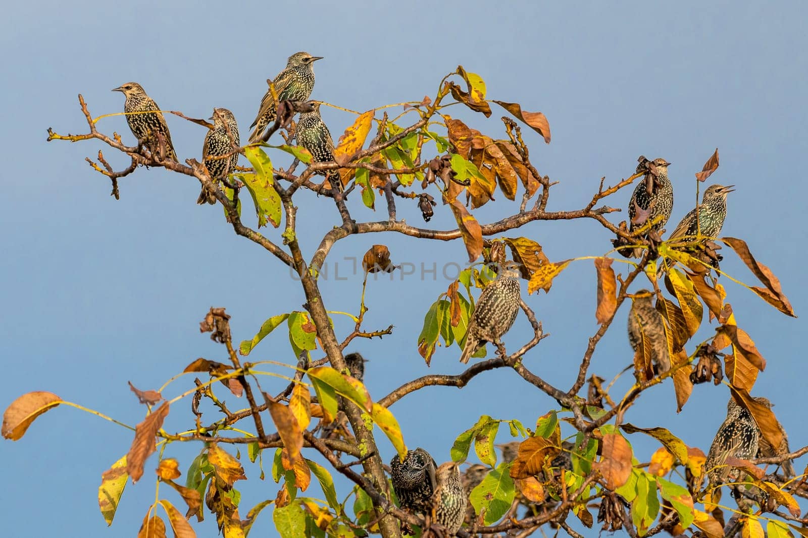 Many starlings are sitting on a walnut tree with autumnal foliage and blue cloudless sky