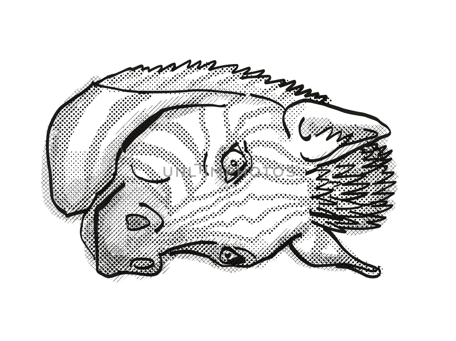 Retro cartoon style drawing head of a zebra viewed from front on isolated white background done in black and white