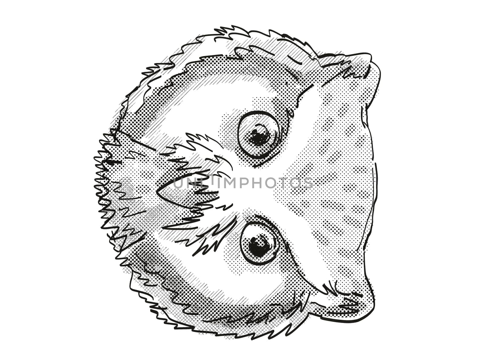Retro cartoon style drawing head of a Northern White-Faced Owl viewed from front on isolated white background done in black and white
