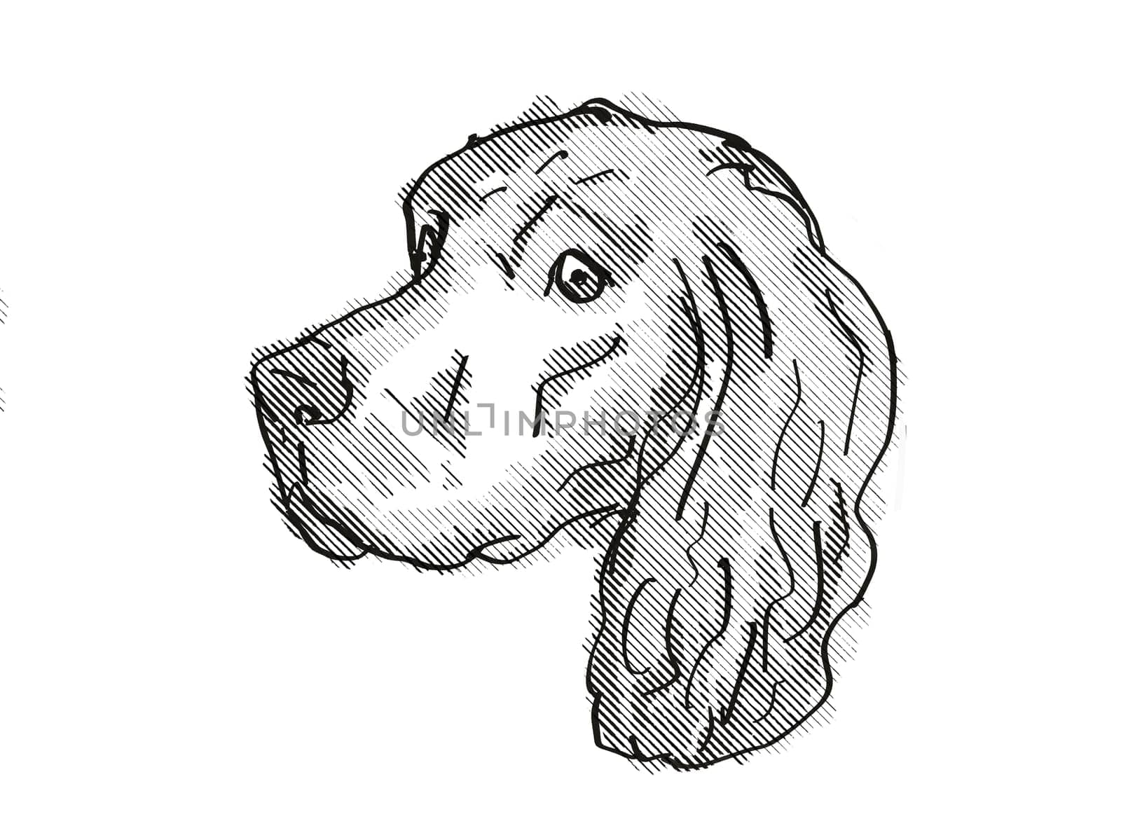 Retro cartoon style drawing of head of a Harrier Dog, a domestic canine breed on isolated white background done in black and white.