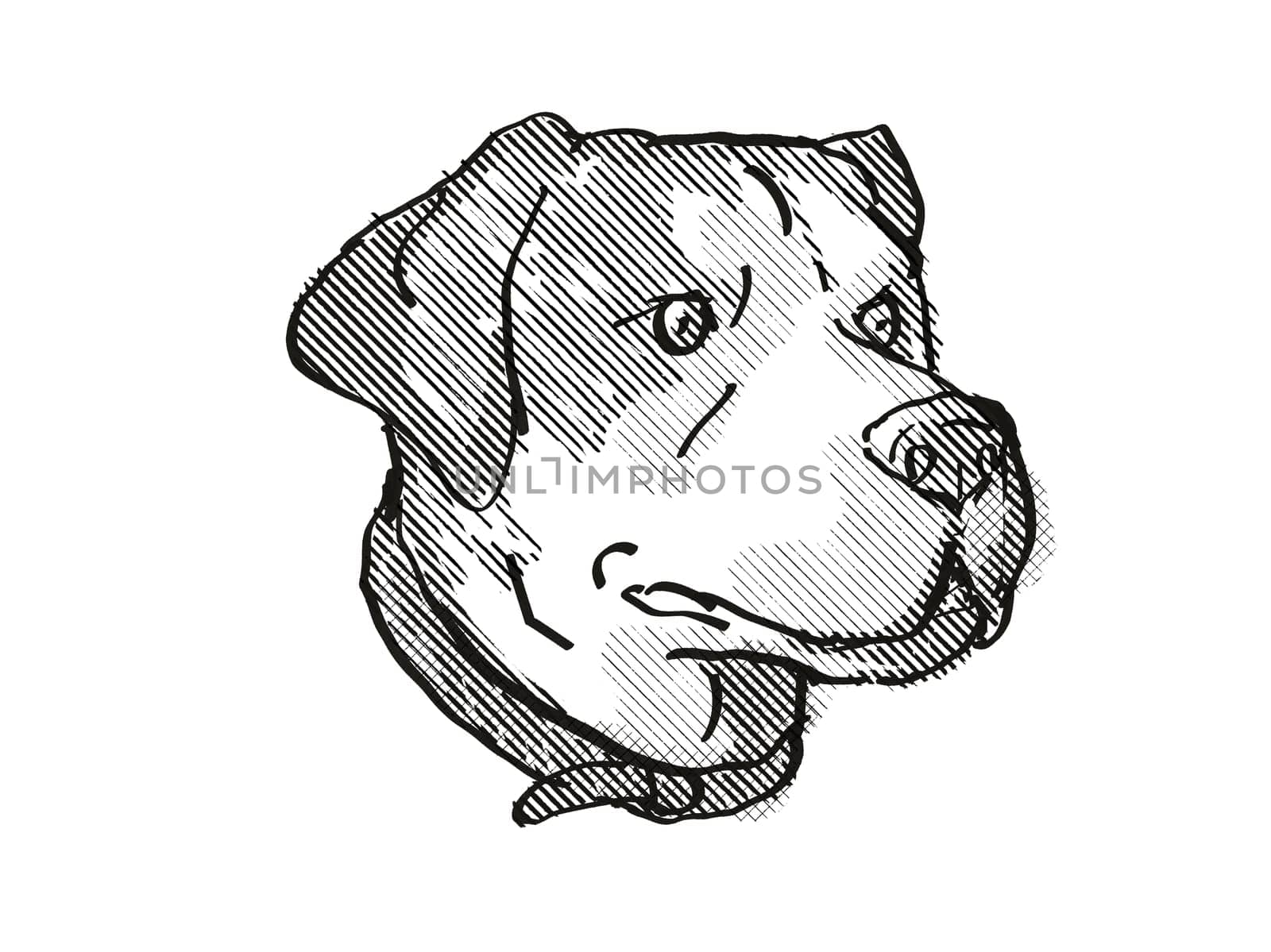 Retro cartoon style drawing of head of a Harrier Dog, a domestic canine breed on isolated white background done in black and white.