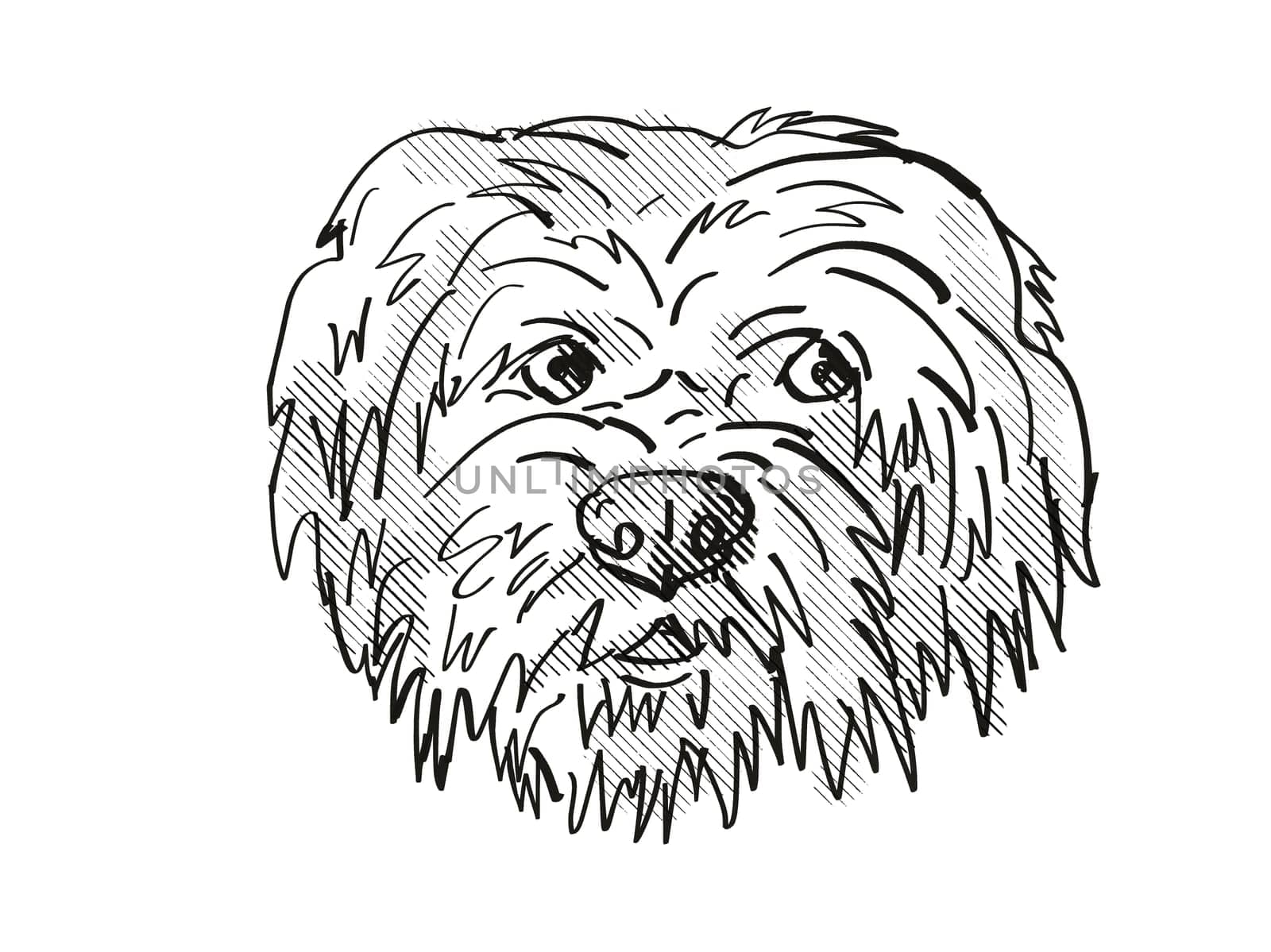 Retro cartoon style drawing of head of a Harrier Dog, a domestic canine breed on isolated white background done in black and white.