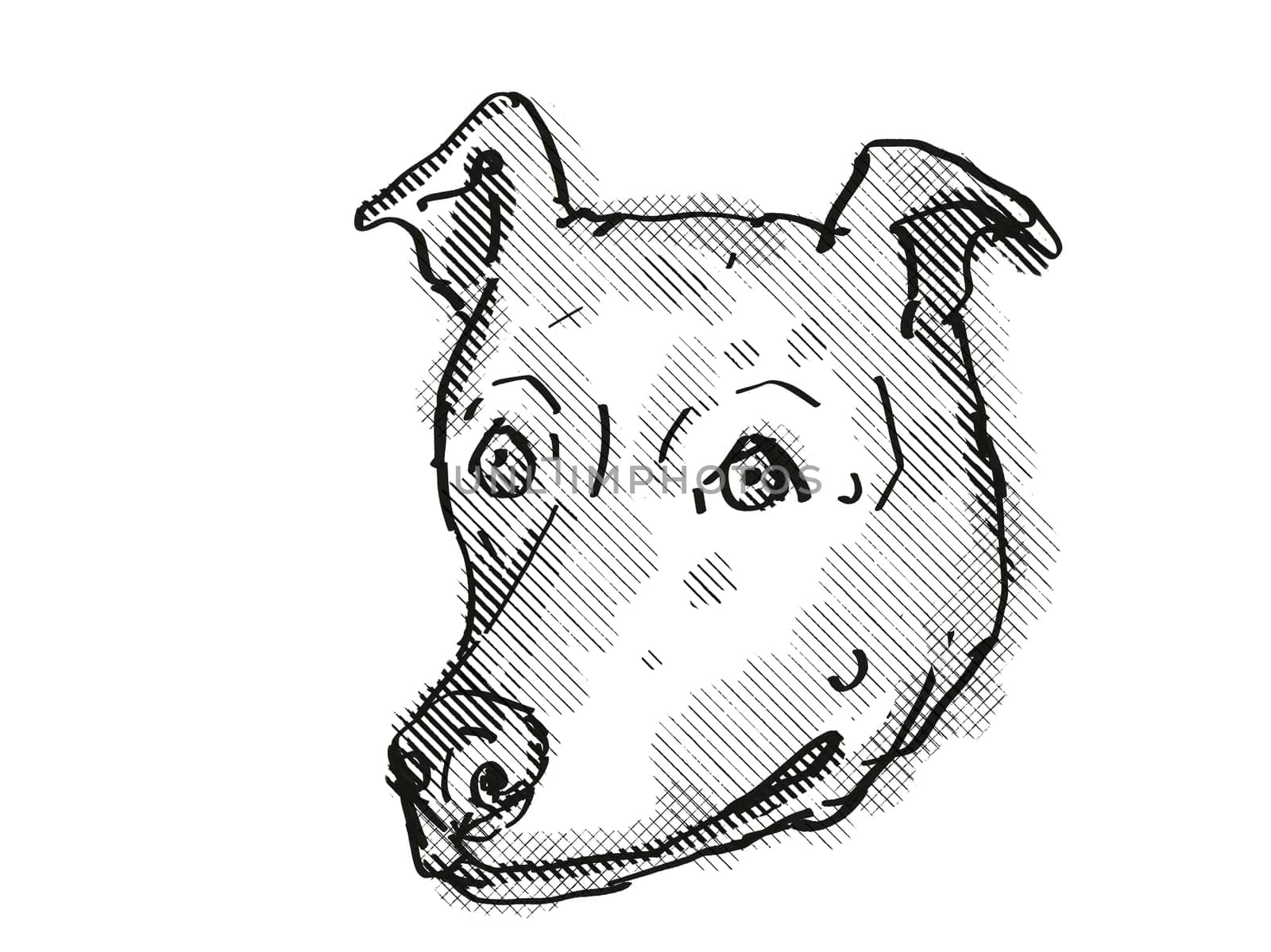 Retro cartoon style drawing of head of a Harrier Dog, a domestic canine breed on isolated white background done in black and white.