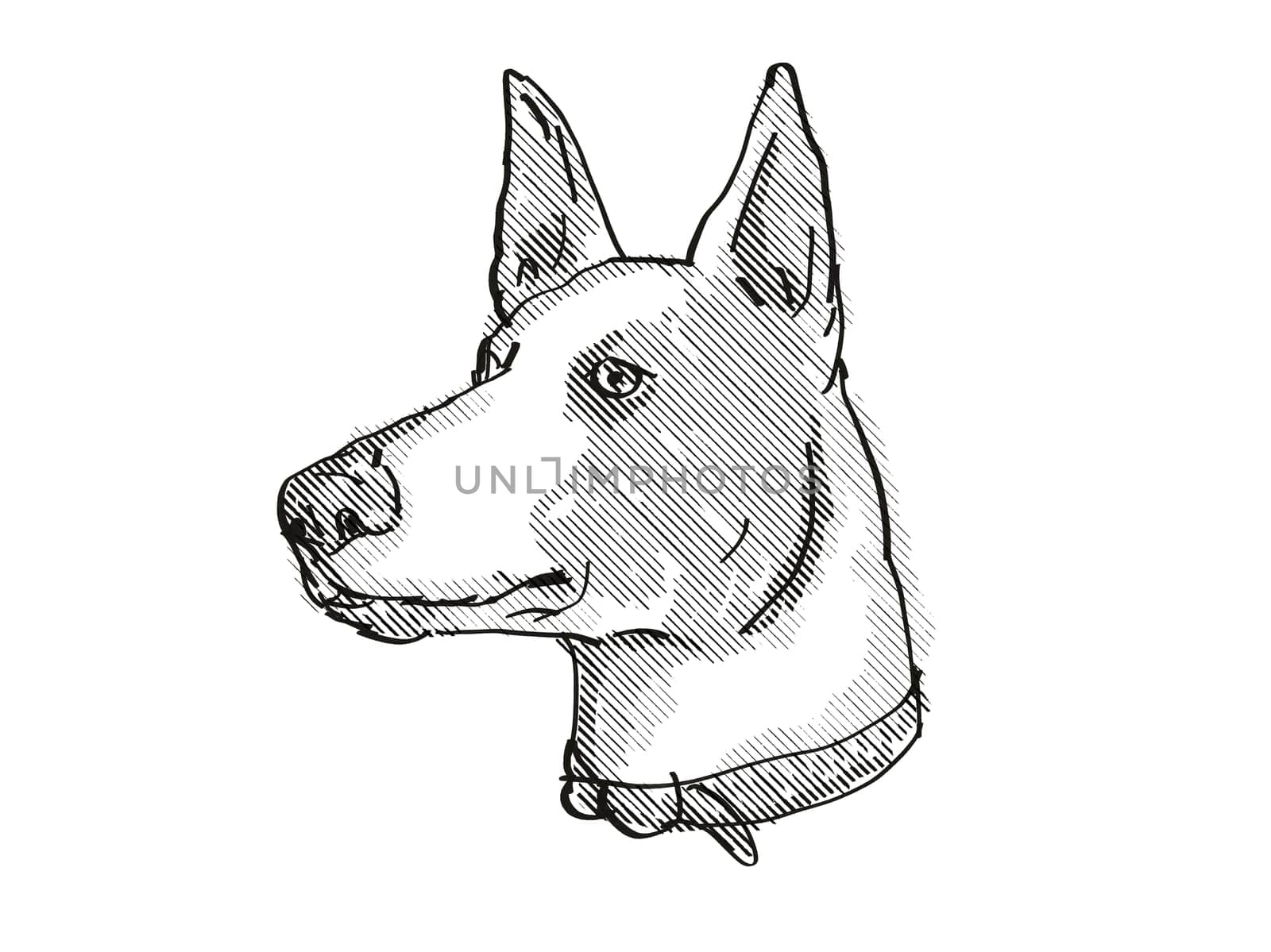 Retro cartoon style drawing of head of a Harrier Dog, a domestic canine breed on isolated white background done in black and white.
