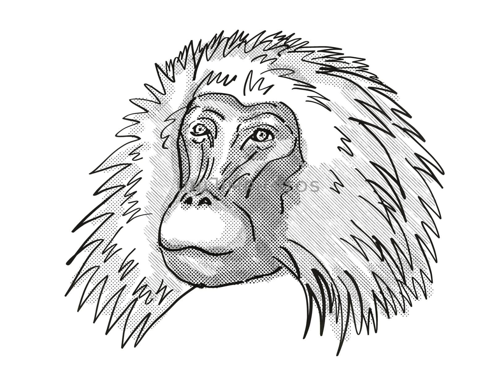 Retro cartoon style drawing head of a shaggy male Gelada, a monkey species viewed from front on isolated white background done in black and white