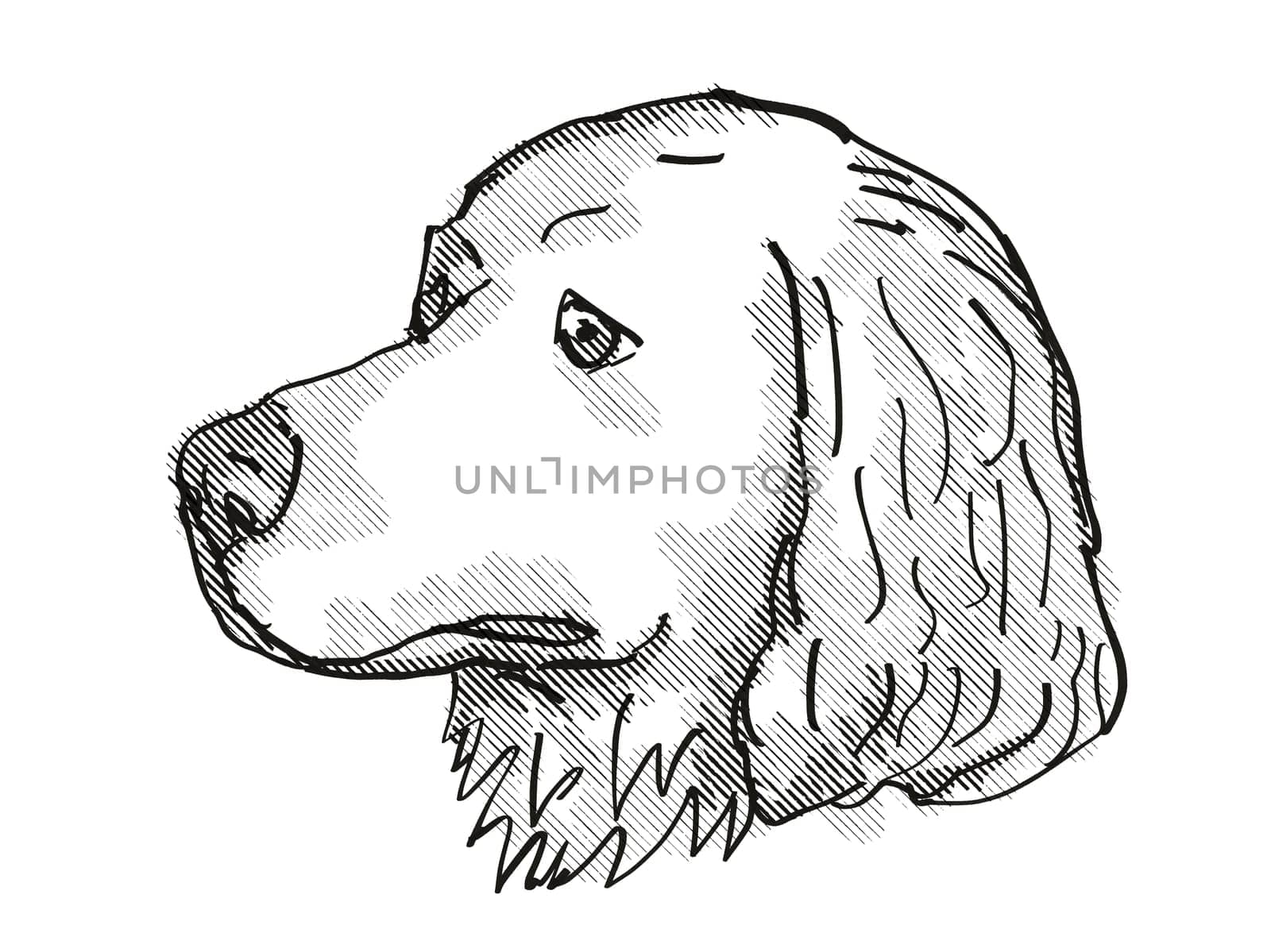 Retro cartoon style drawing of head of a Harrier Dog, a domestic canine breed on isolated white background done in black and white.