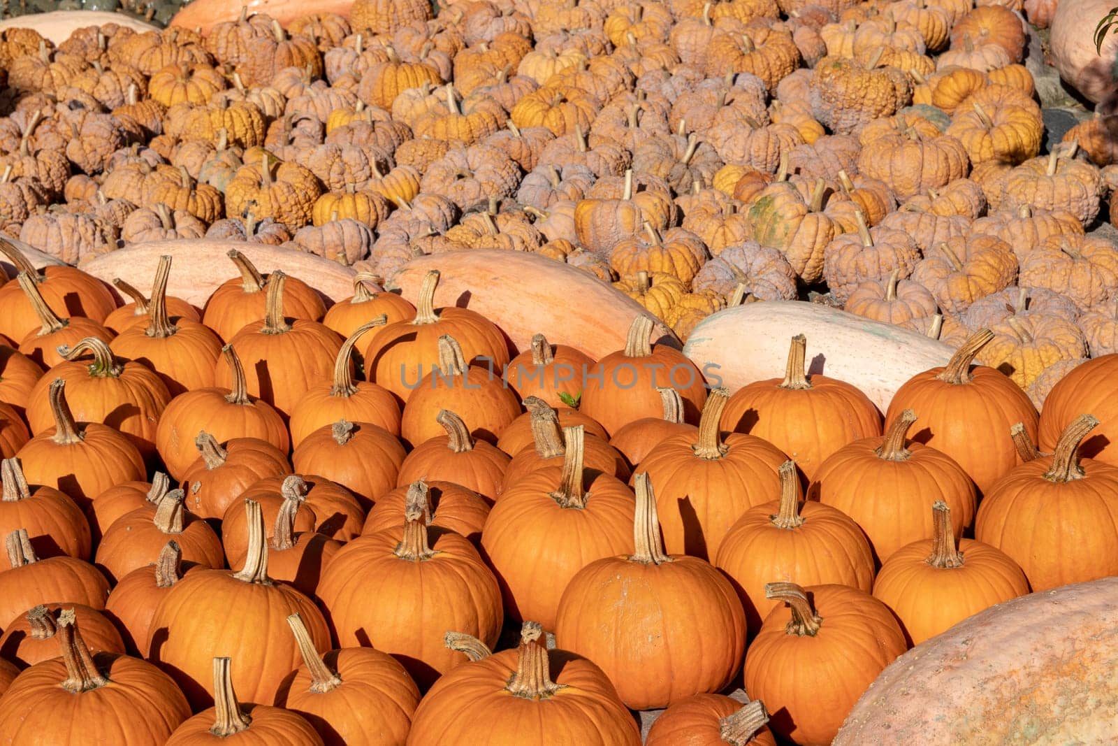 Pumpkin on market. A large collection of colorful pumkins or gourds on market on a sunny autumn day. Beautiful background for natural health and nutrition concept.
