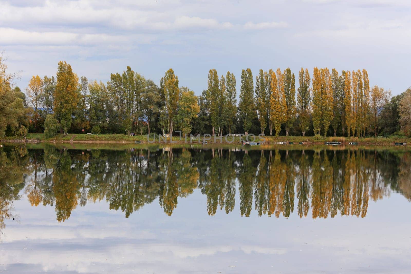 Poplars at the water's edge near Mannheim-Rohrhof