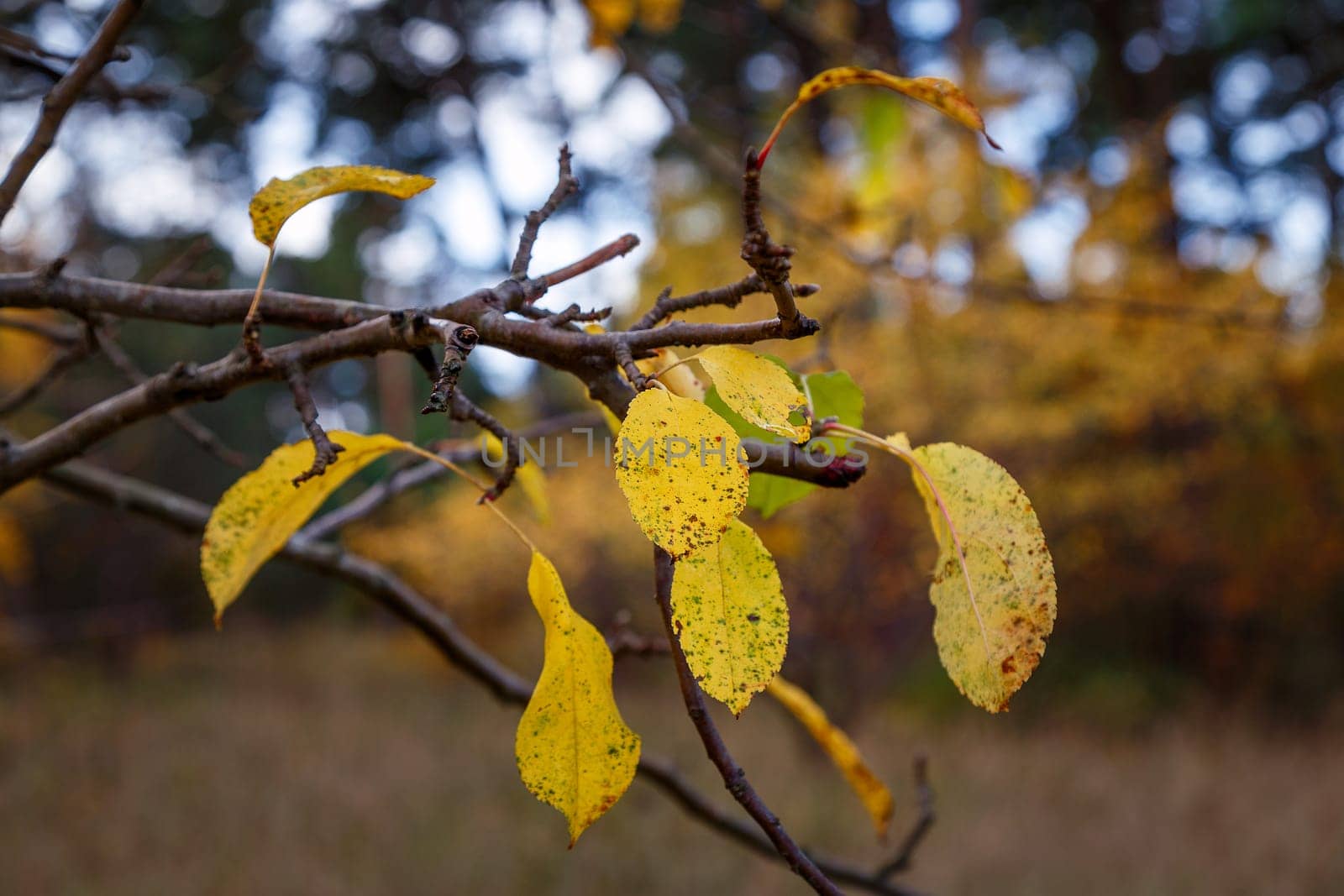 Autumn leaves on a branch with brown spots, dying nature