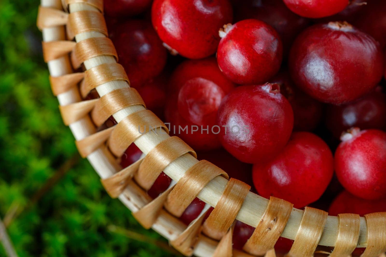 Cranberry berries in a small basket on a background of natural moss