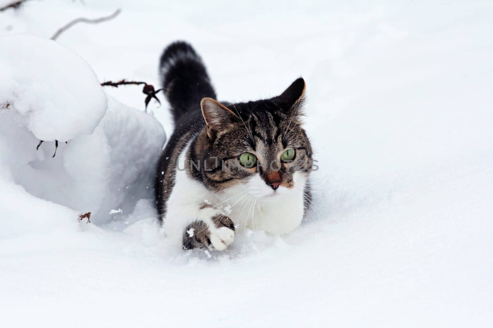 Little cat in the deep snow