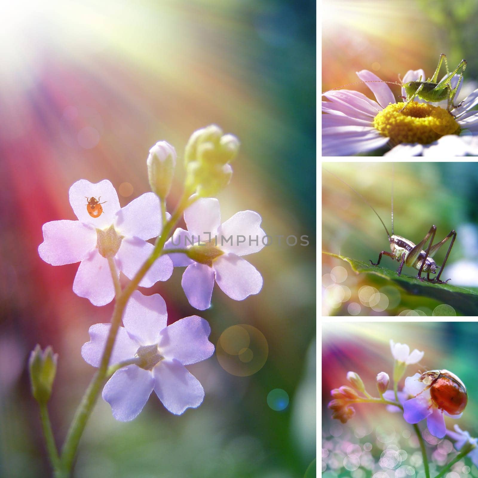 Summer flower collage