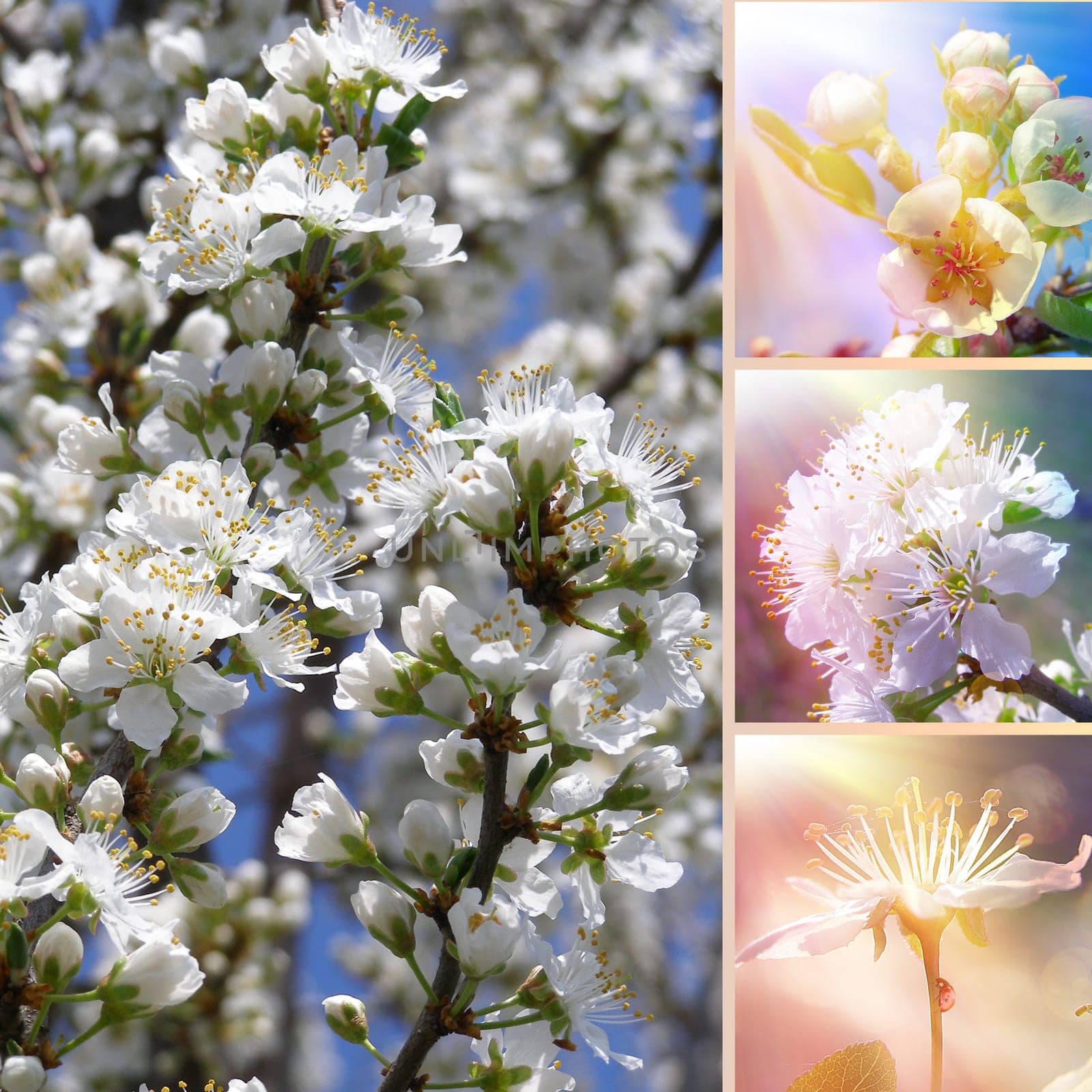 Spring flower collage