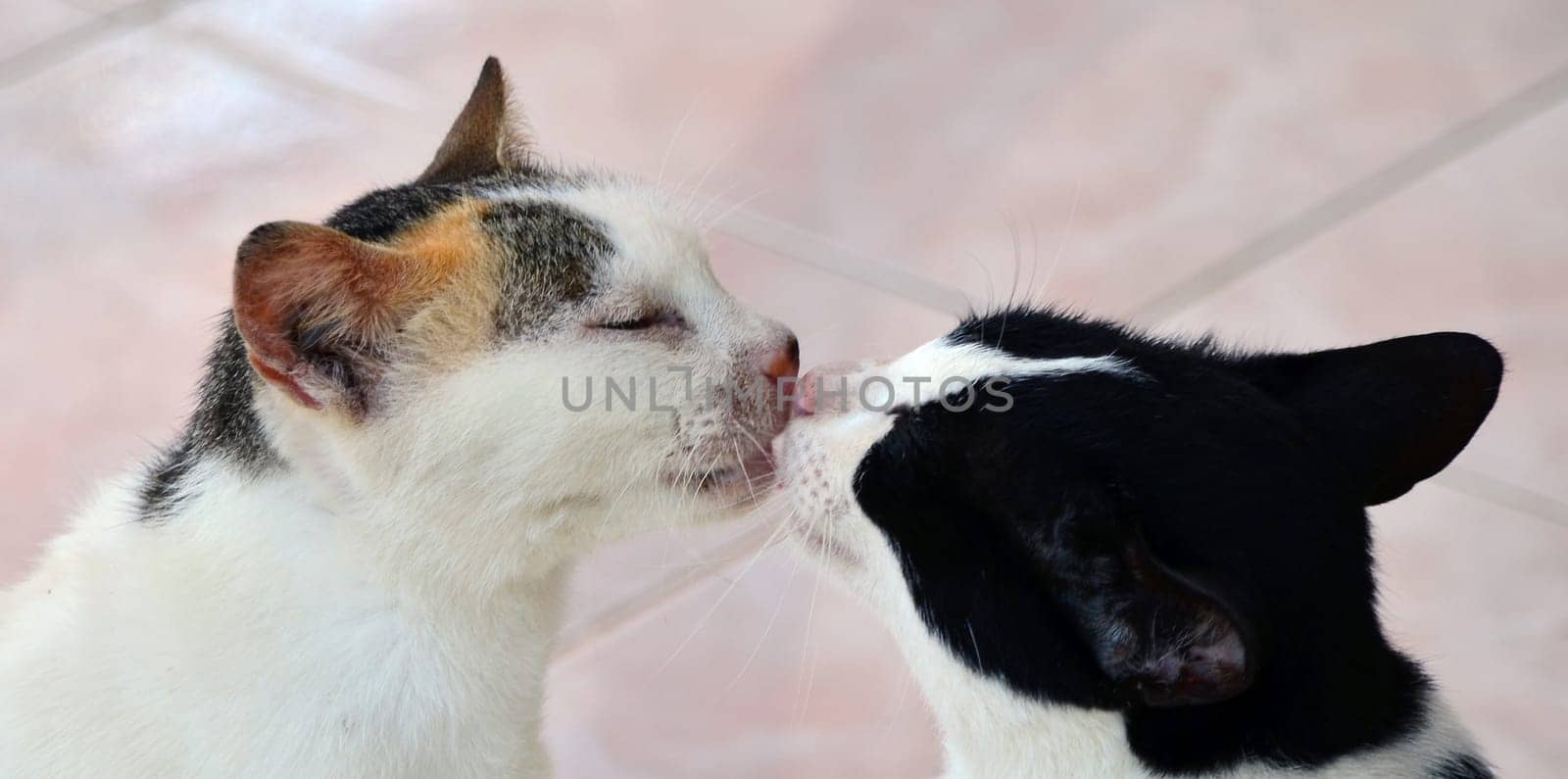 Cat love