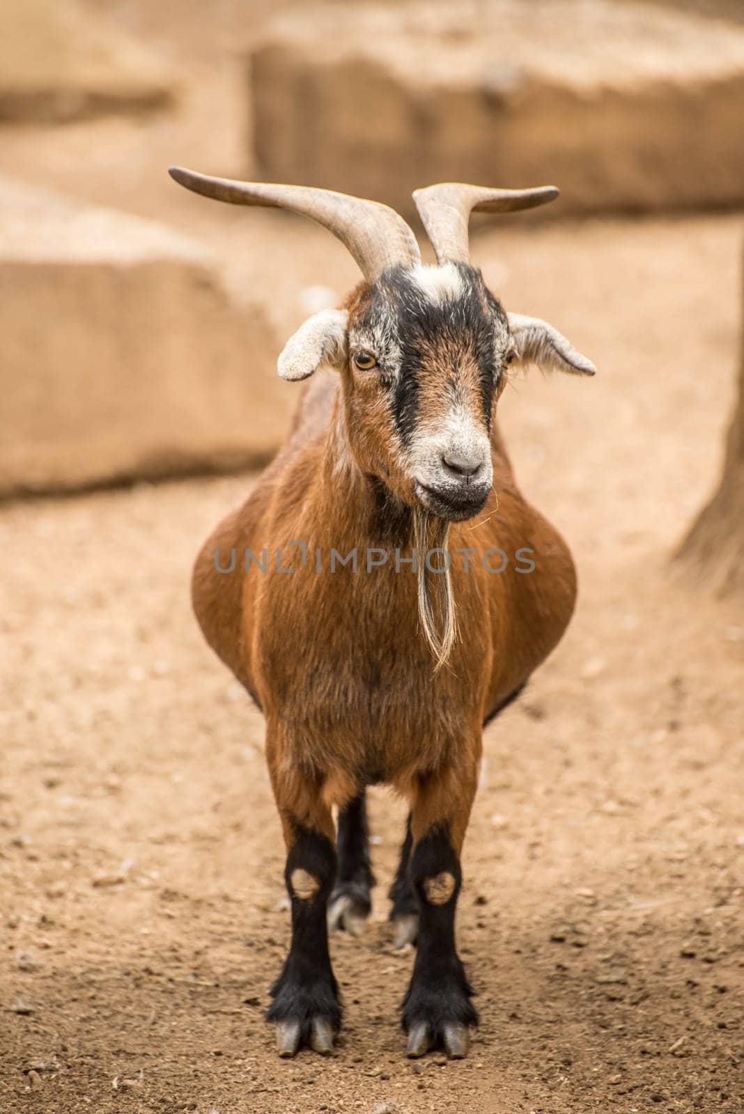 An adult Pygmy goat on a farm.