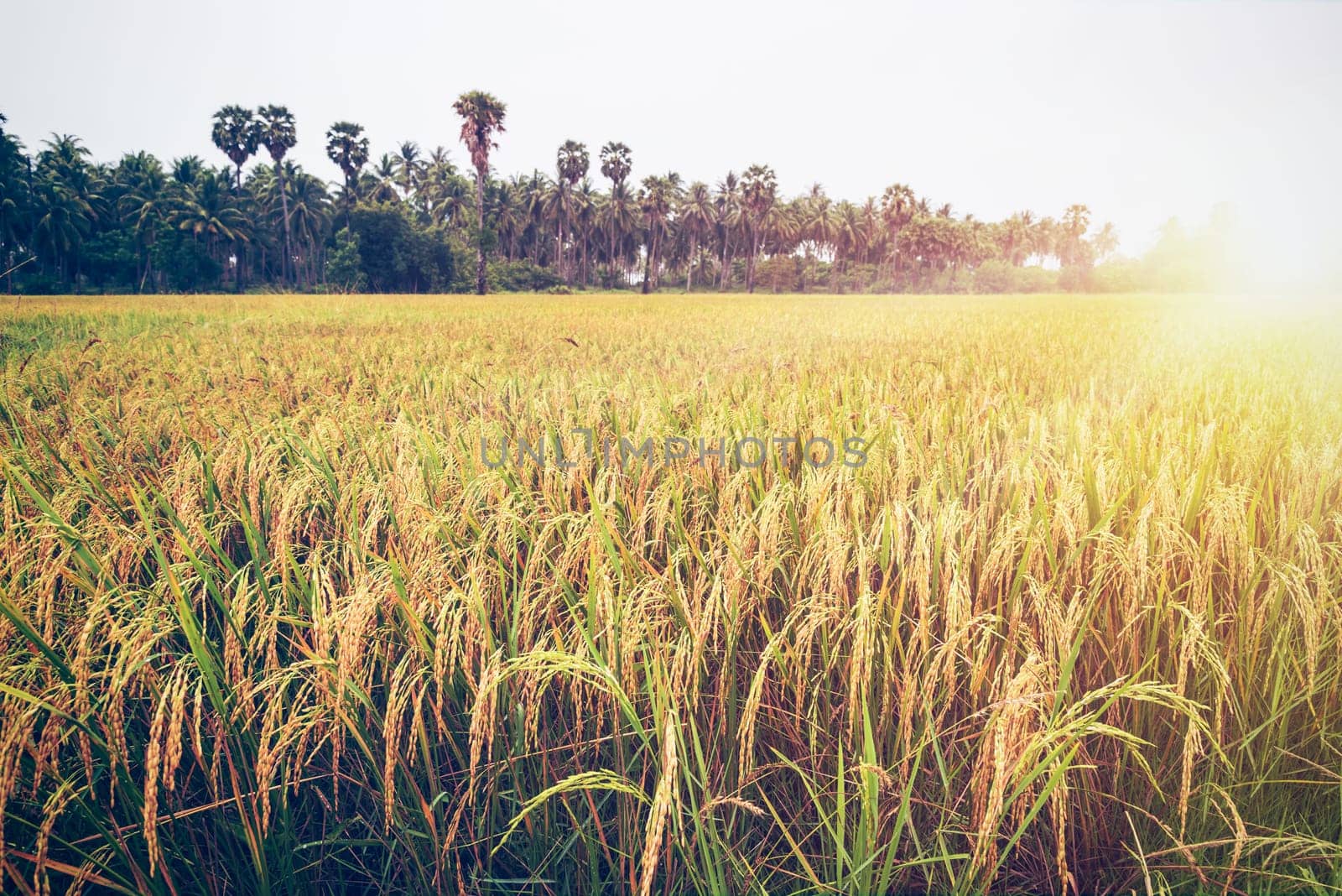 Beautiful landscape golden sunlight on rice field at sunset, Paddy plant with yellow stalk ripe ear of rice, Time to harvest on farm and agriculture in Thailand, Vintage nature style for background