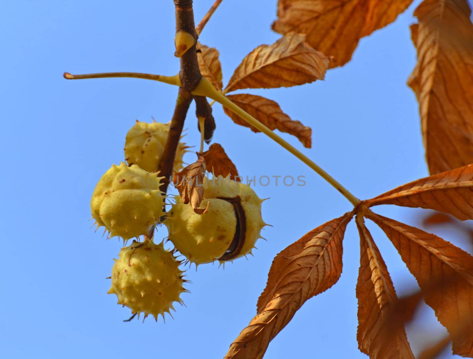 harvest chestnut