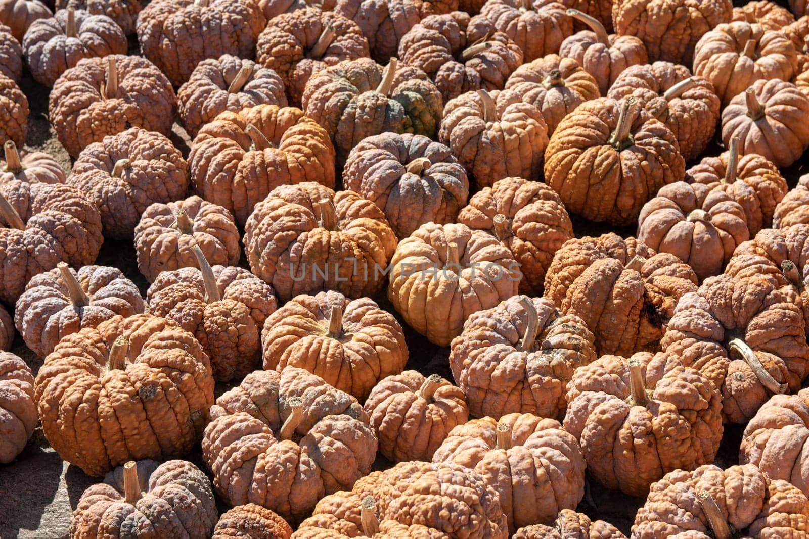 Pumpkin on market. A large collection of colorful pumpkins or gourds on market on a sunny autumn day. Beautiful background for natural health and nutrition concept.